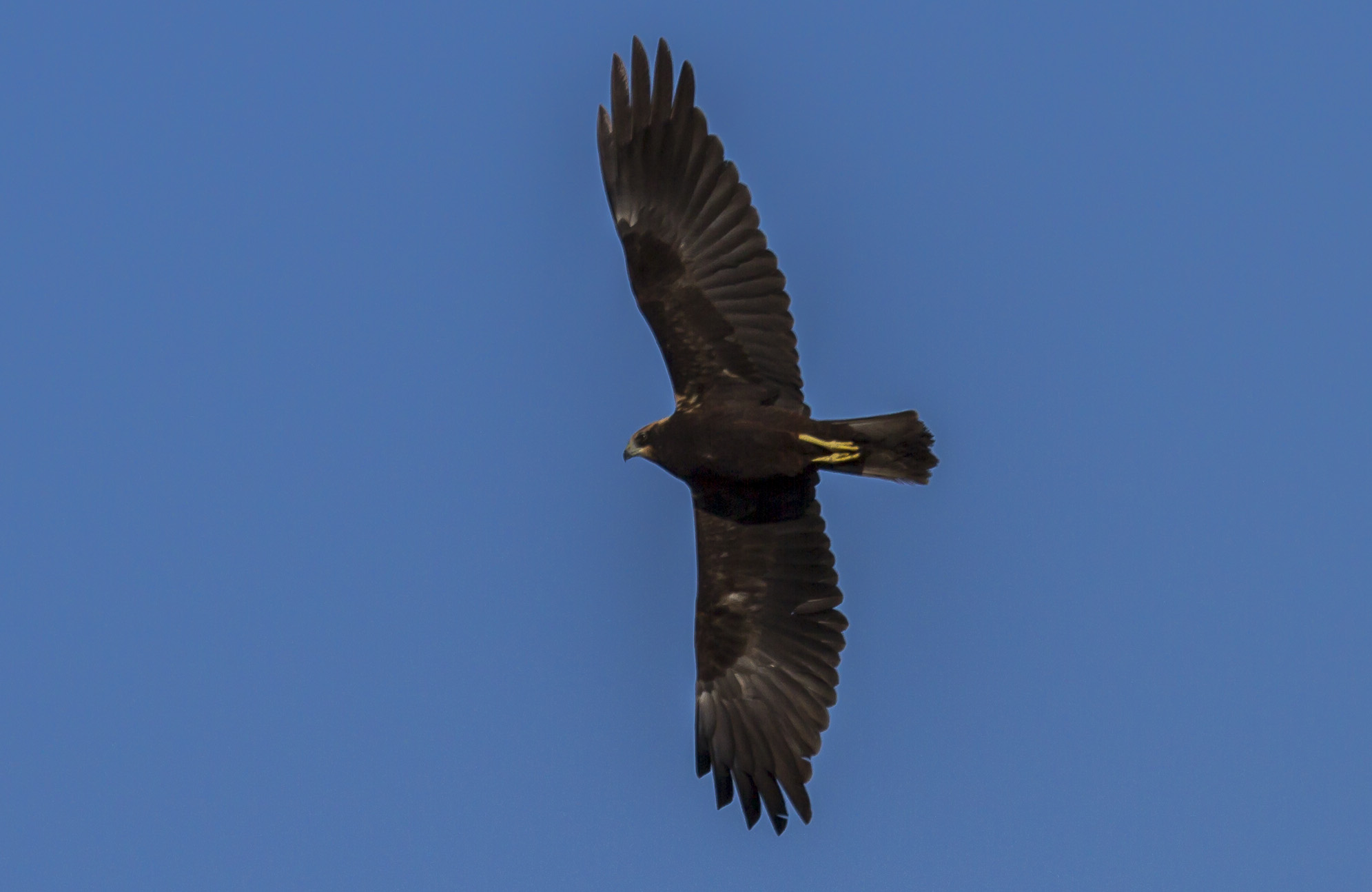 marsh harrier