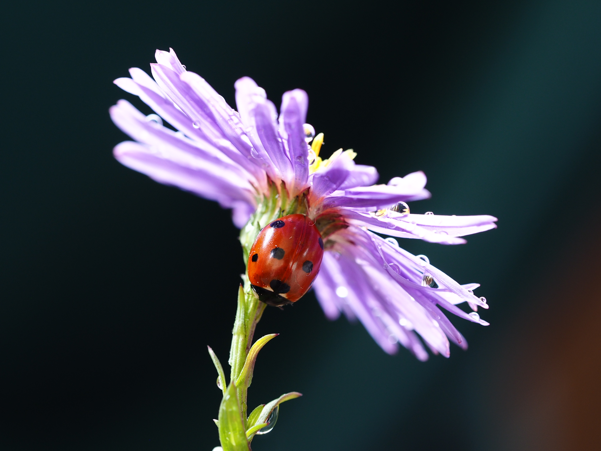 Ladybug