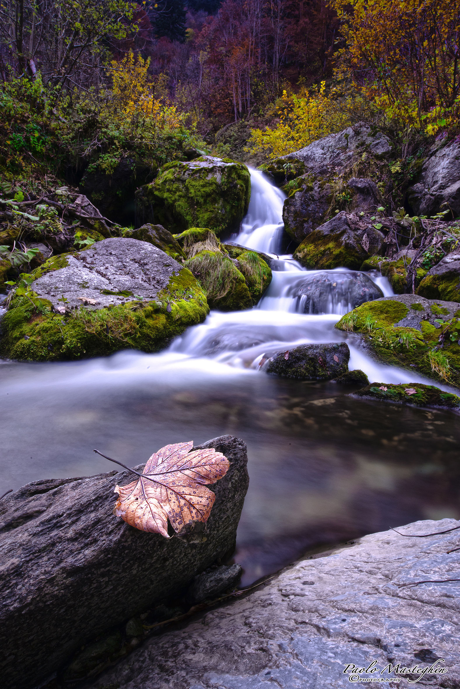 The journey of a leaf ...