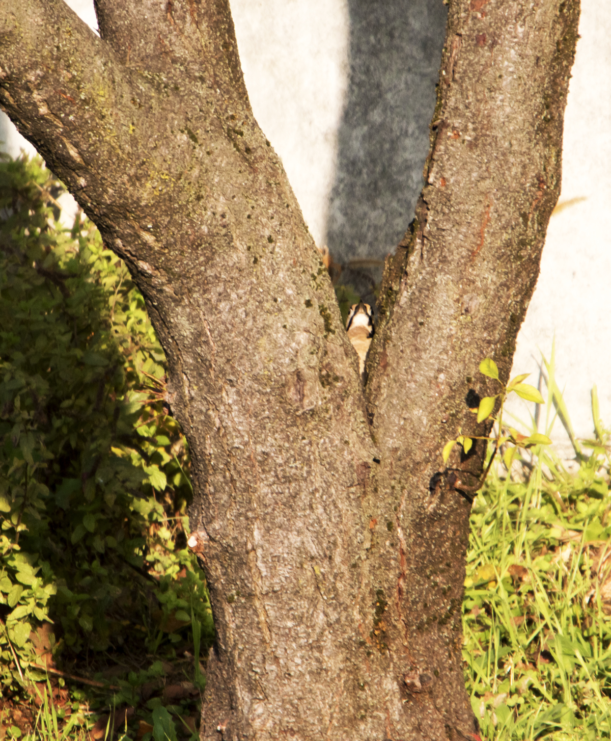 woodpeckers cuckoo ':)