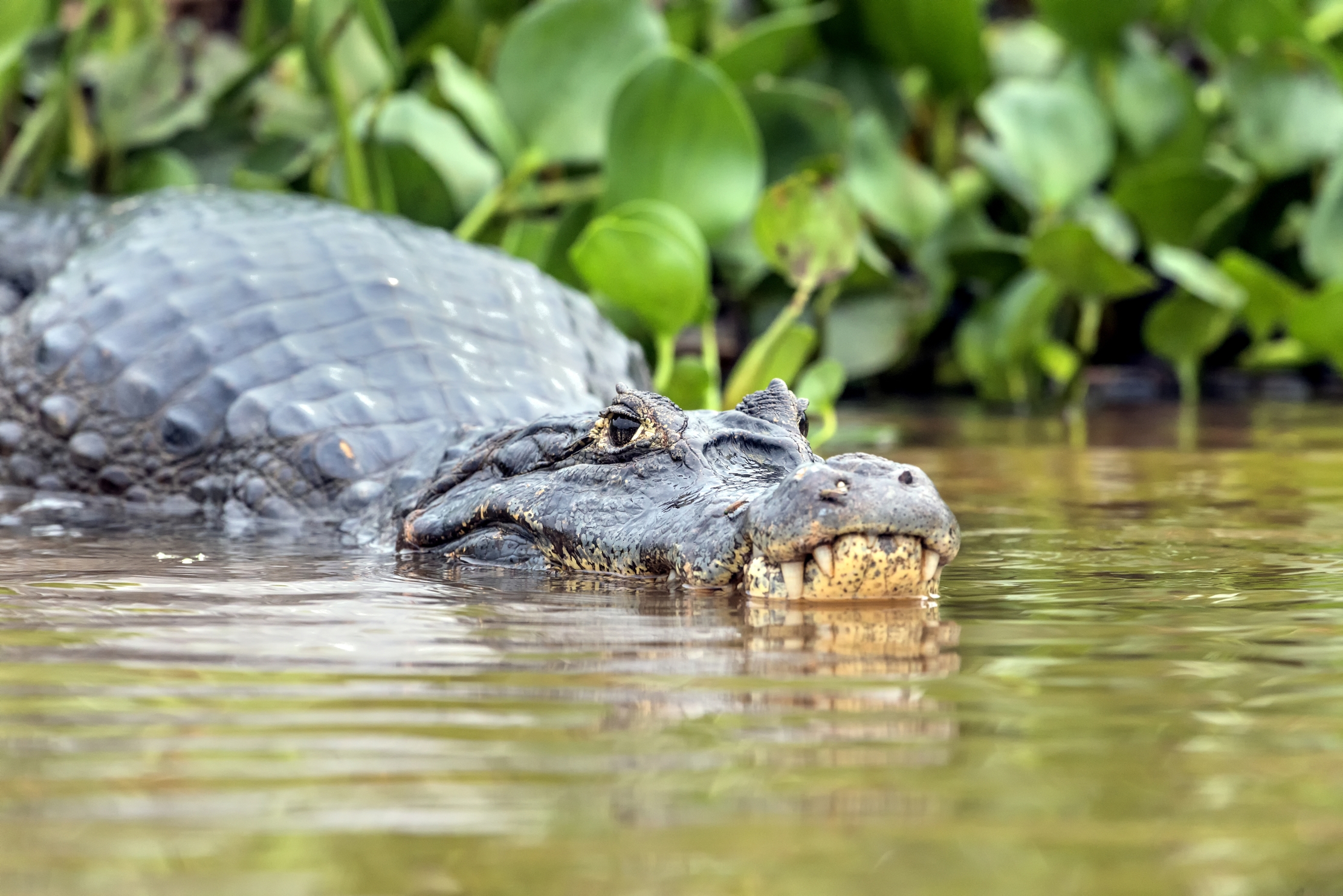 Pantanal 2015 - Caiman