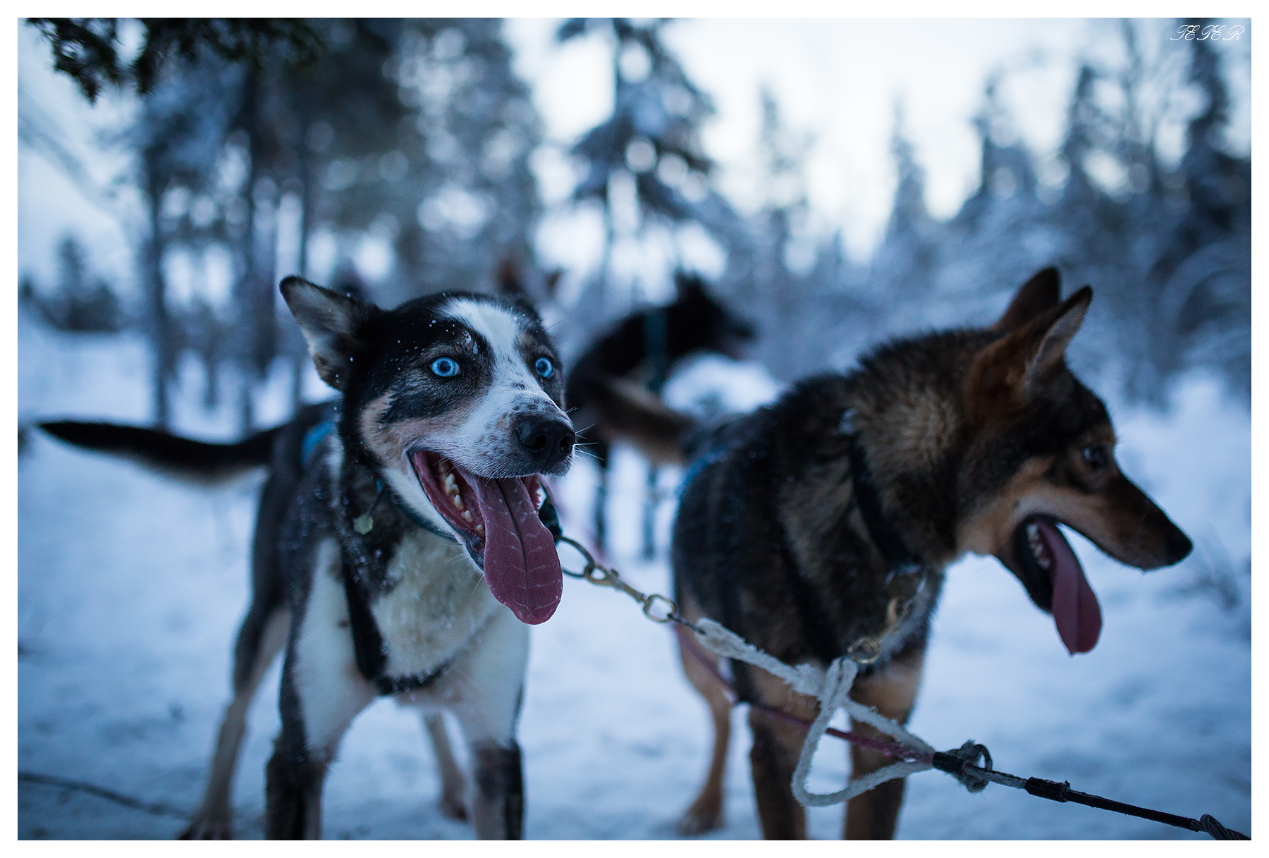 Husky dogs in Sweden