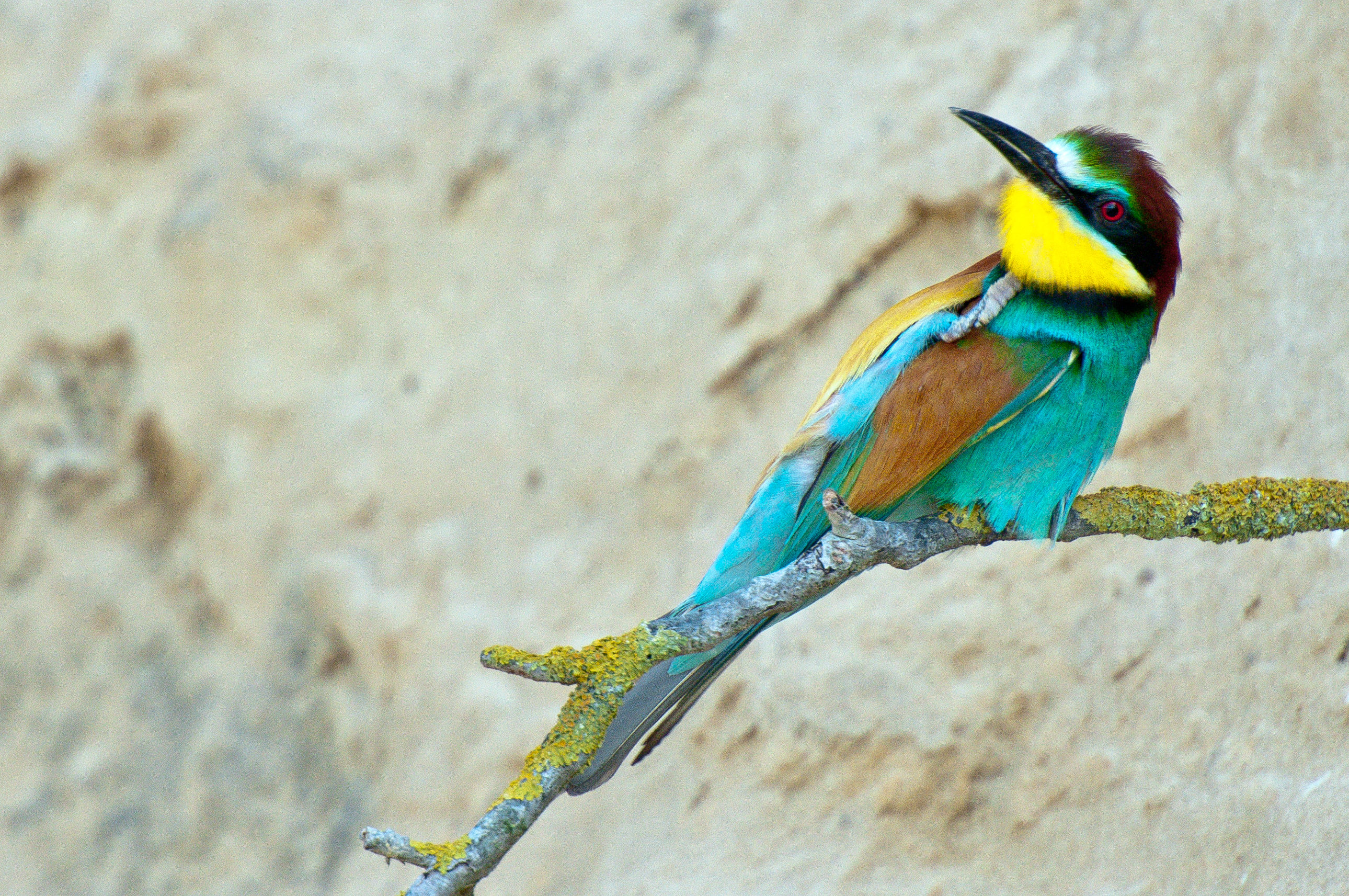 una bella grattatina.....