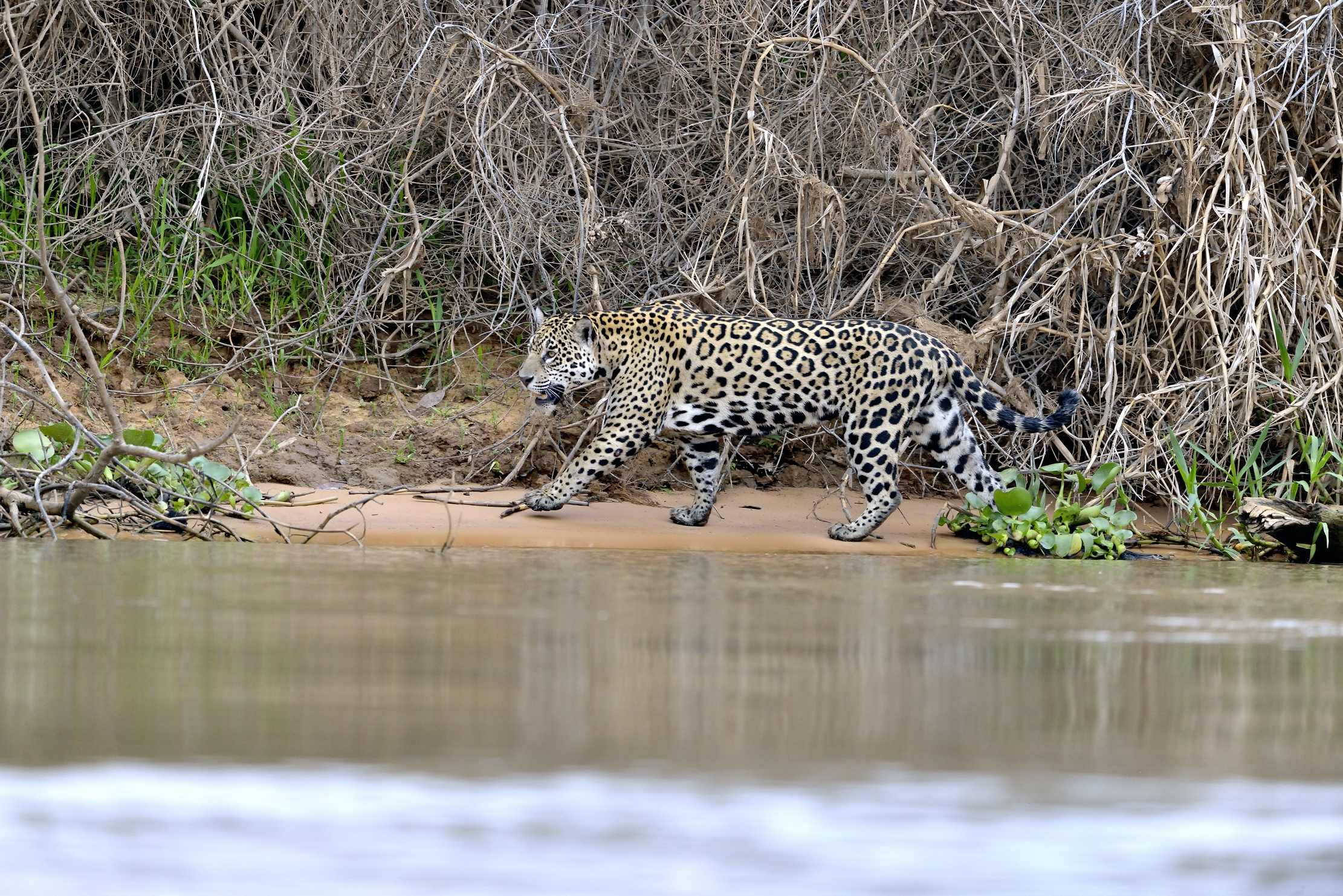 Pantanal 2015 - Jaguar