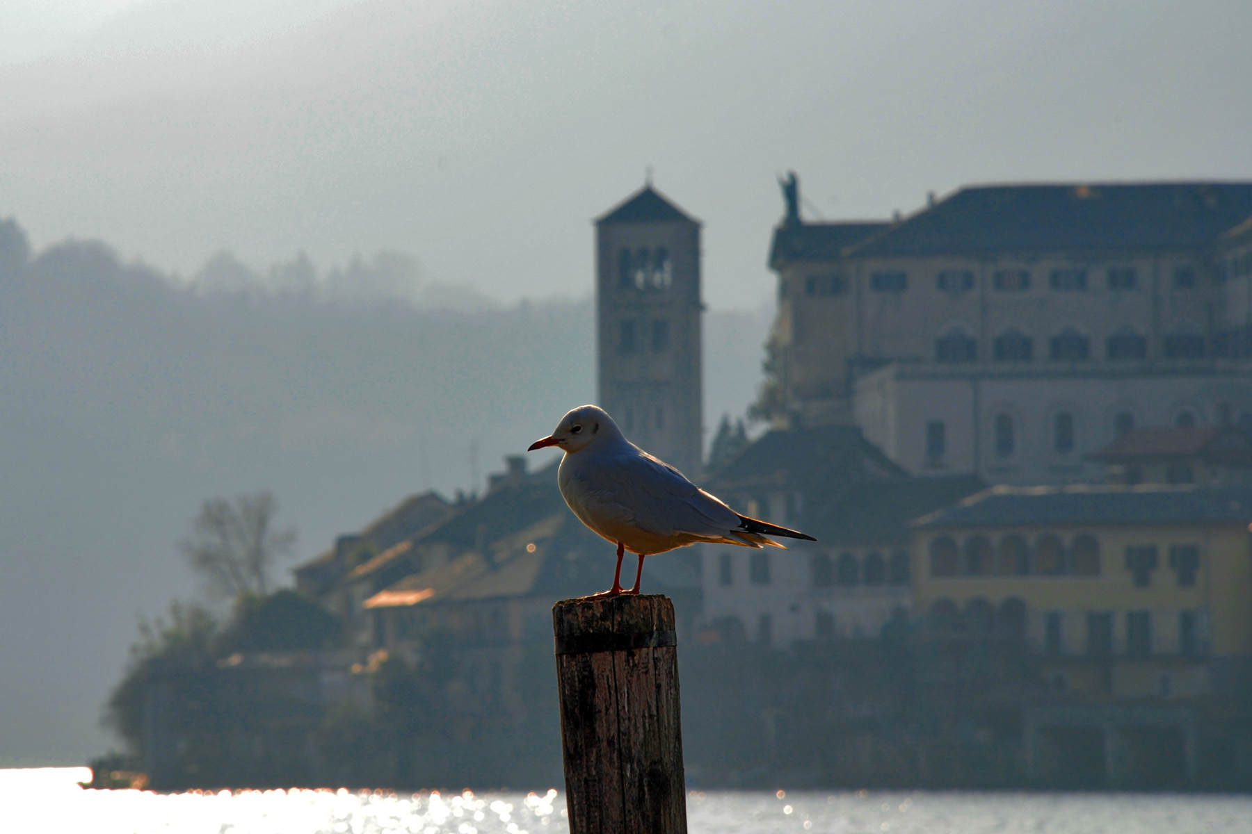 Gabbiano ... e San Giulio