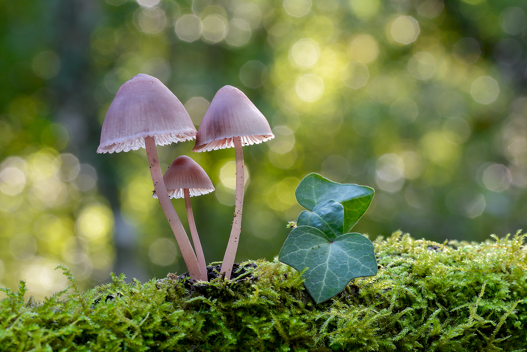 Mycena haematopus