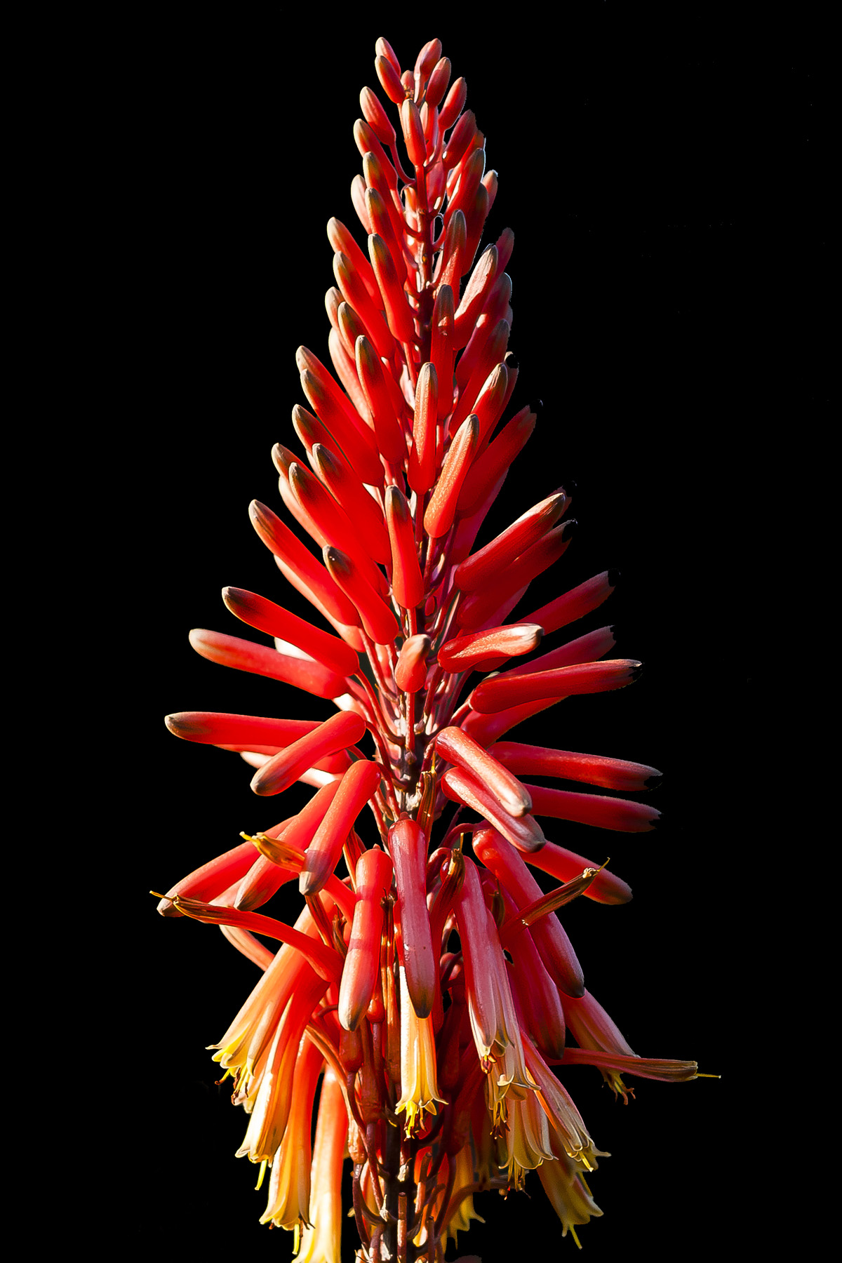 Kniphofia