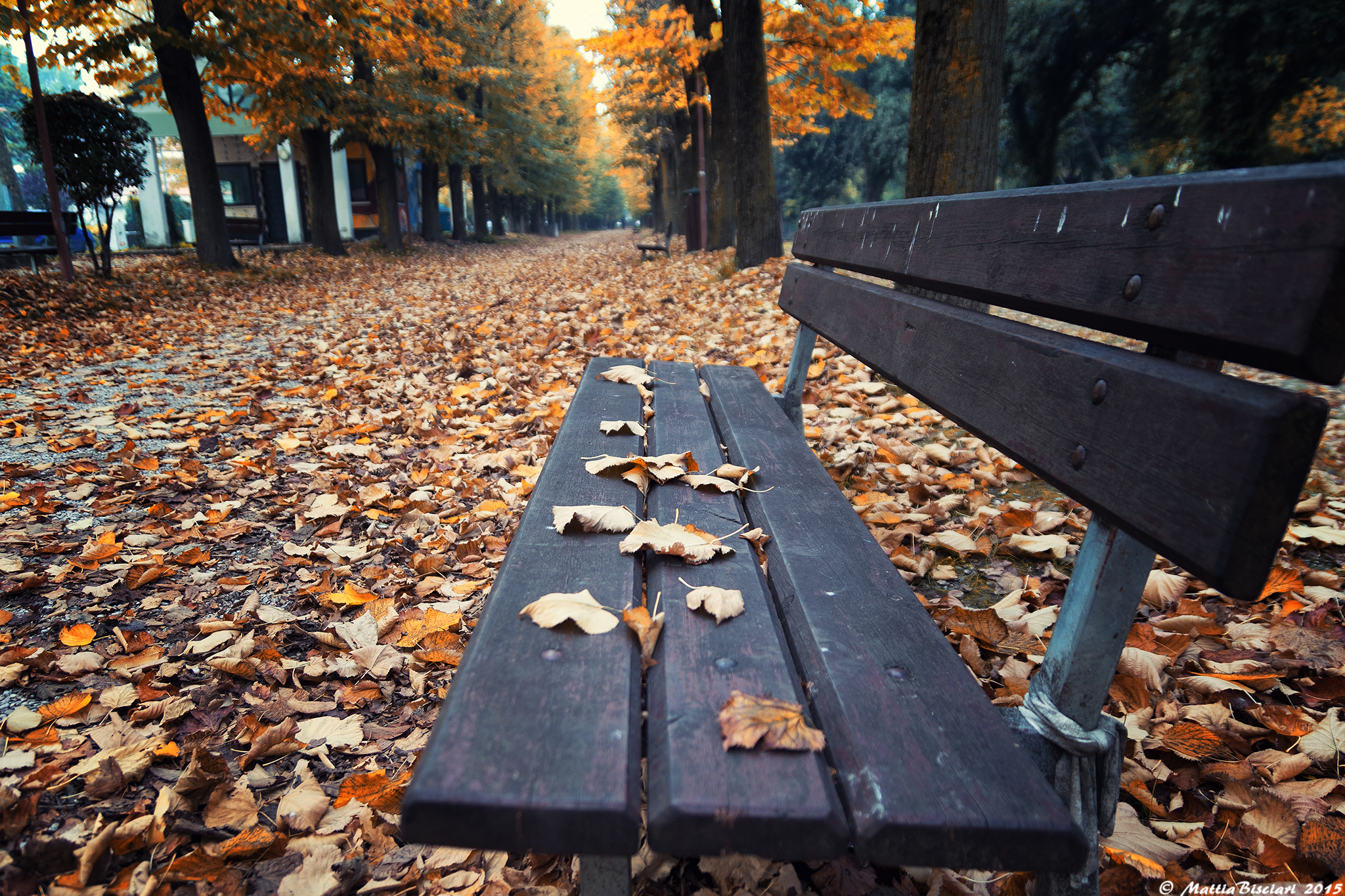 The Fall at the "Stroll" (Public Park Fano)