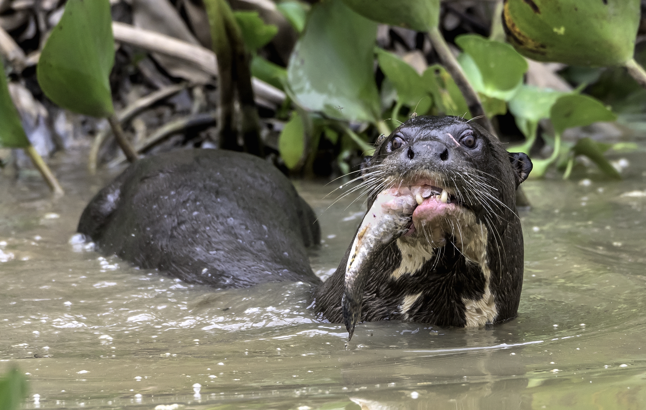 Pantanal 2015 - Lontra gigante