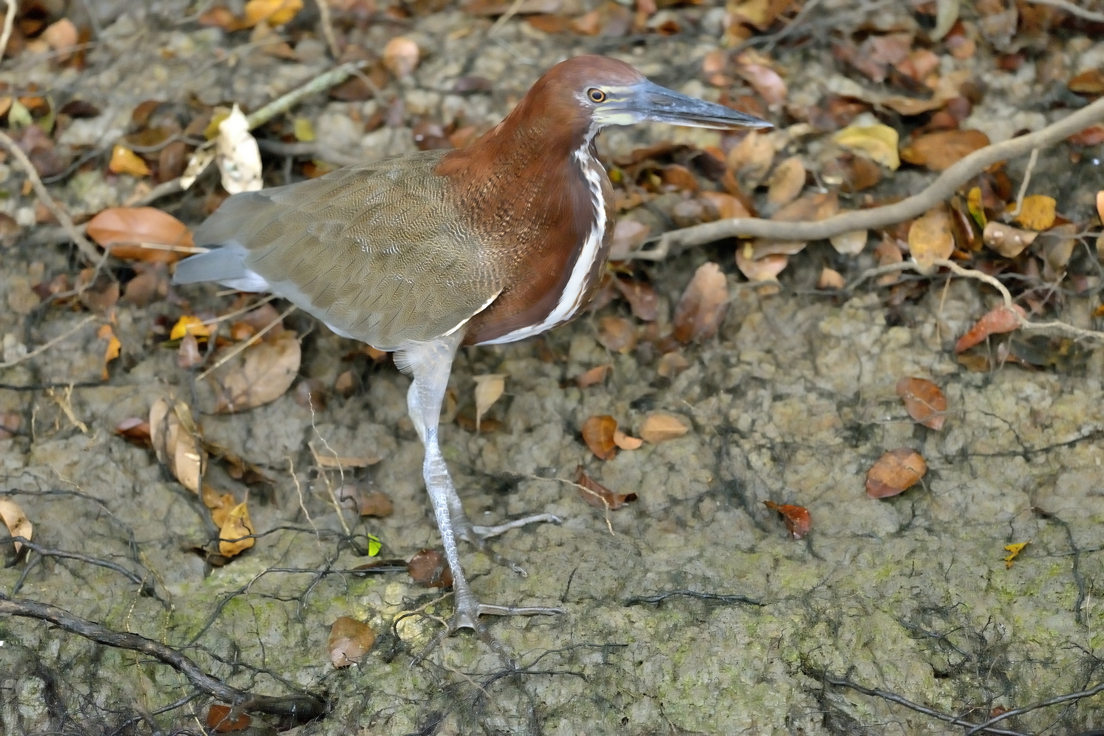 Pantanal 2015 - Airone tigrato