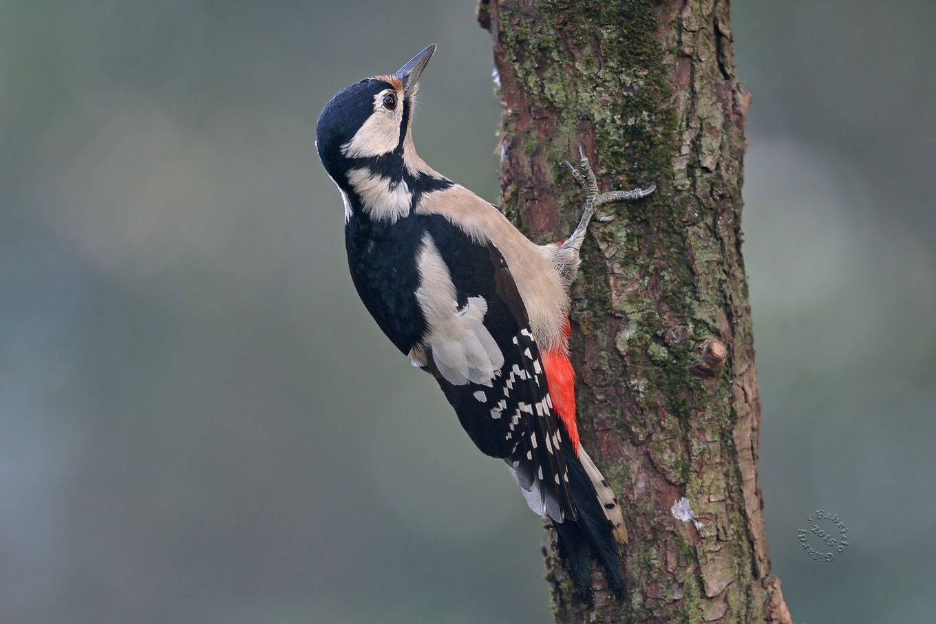 Female Spotted Woodpecker (Dendrocopos major)