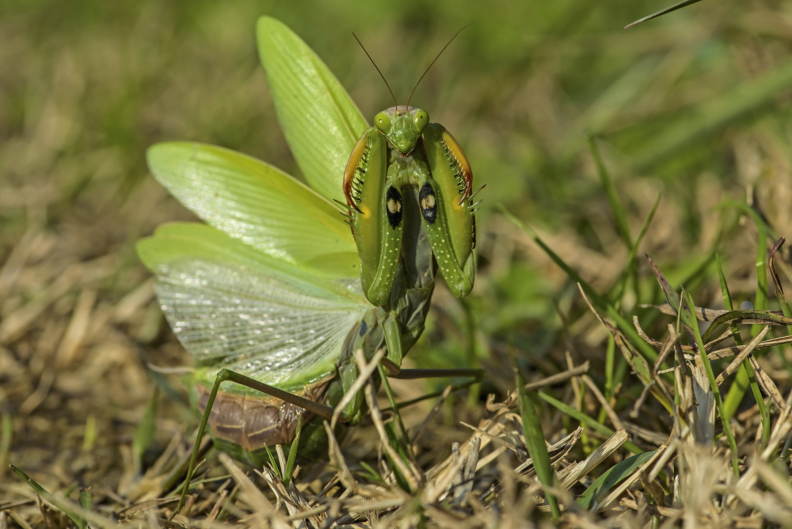 Praying Mantis on the defensive