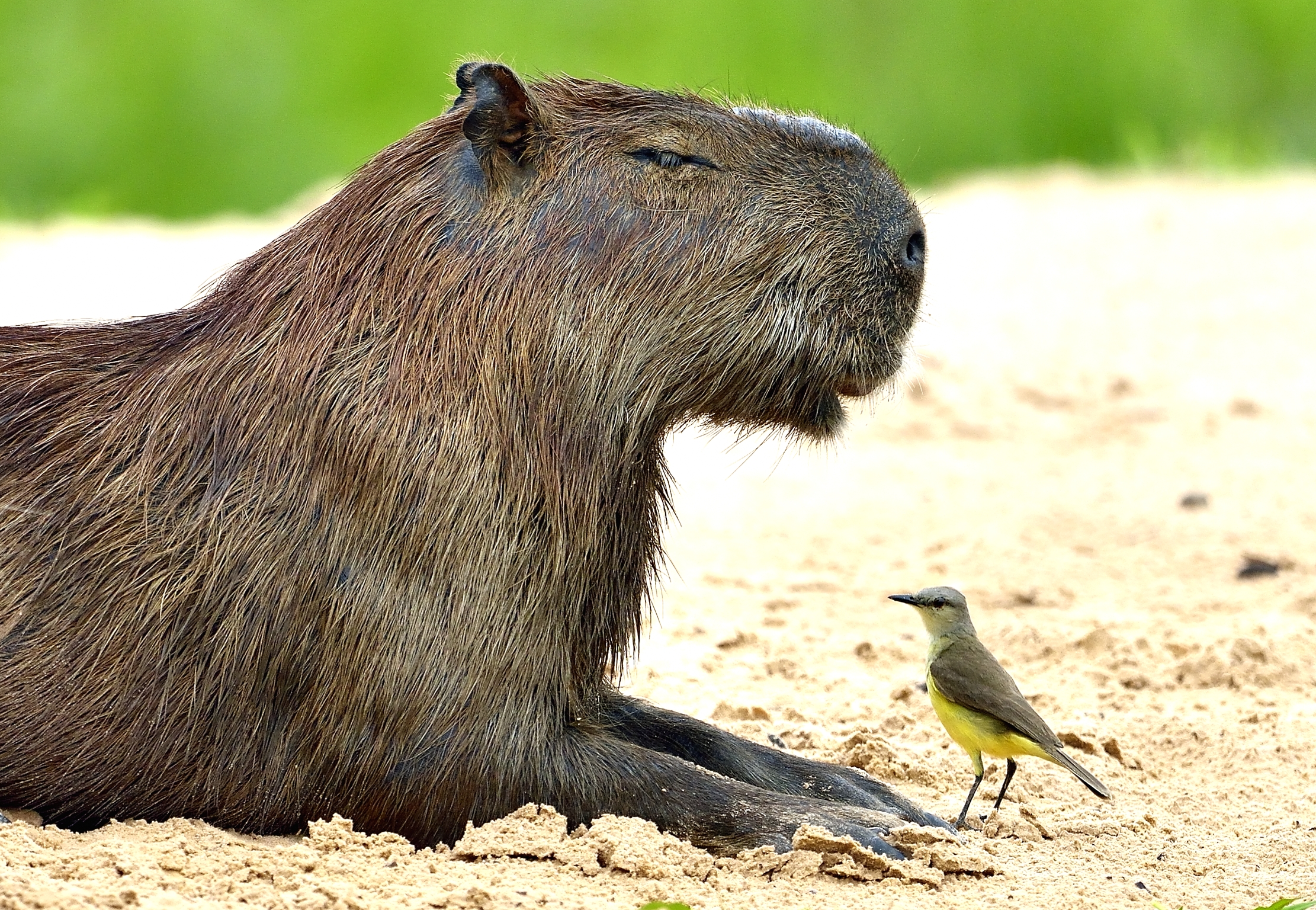 Pantanal 2015 - Il Capibara e l'uccellino