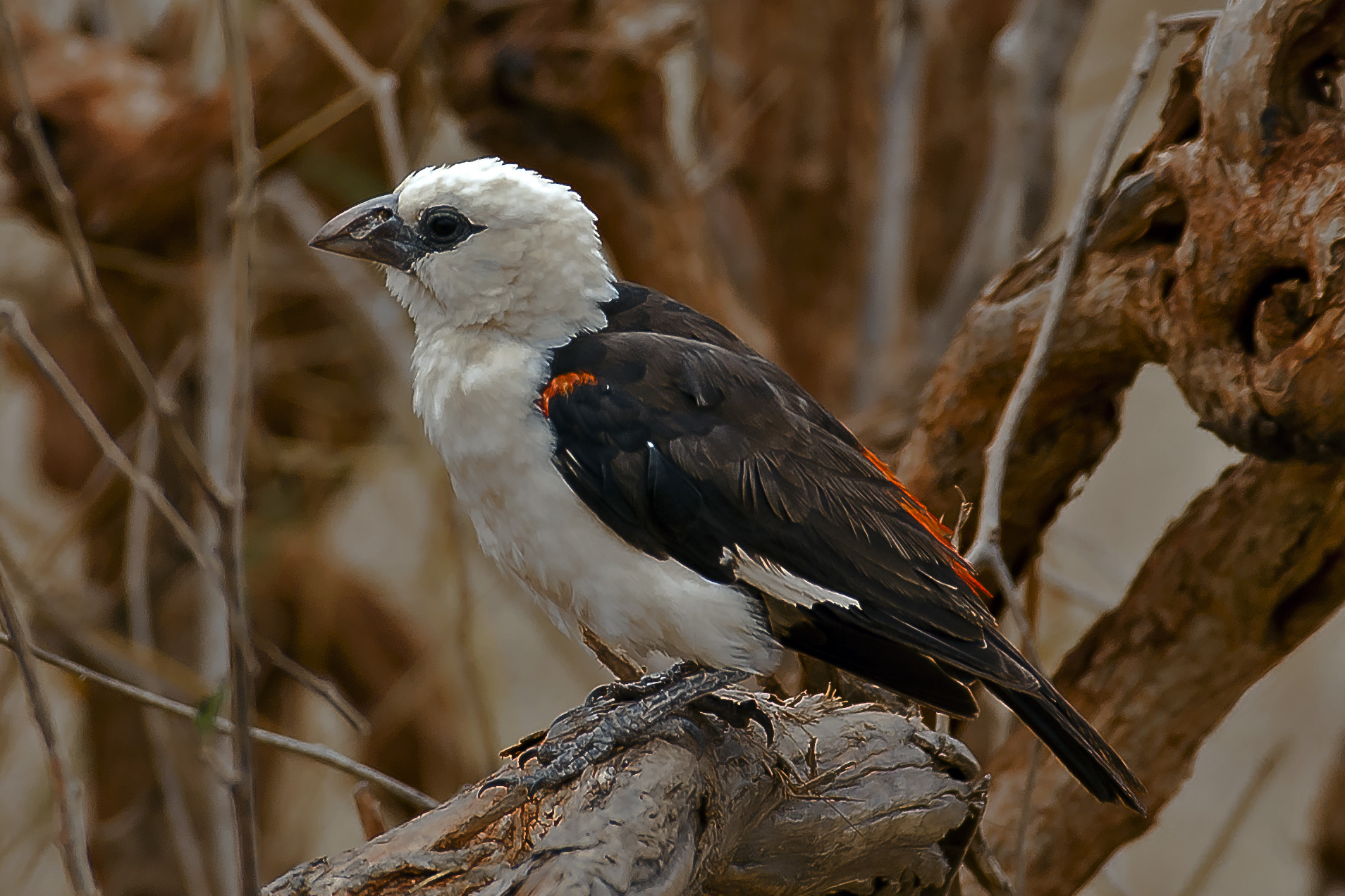 Tessitore dei bufali - Dinemellia dinemelli