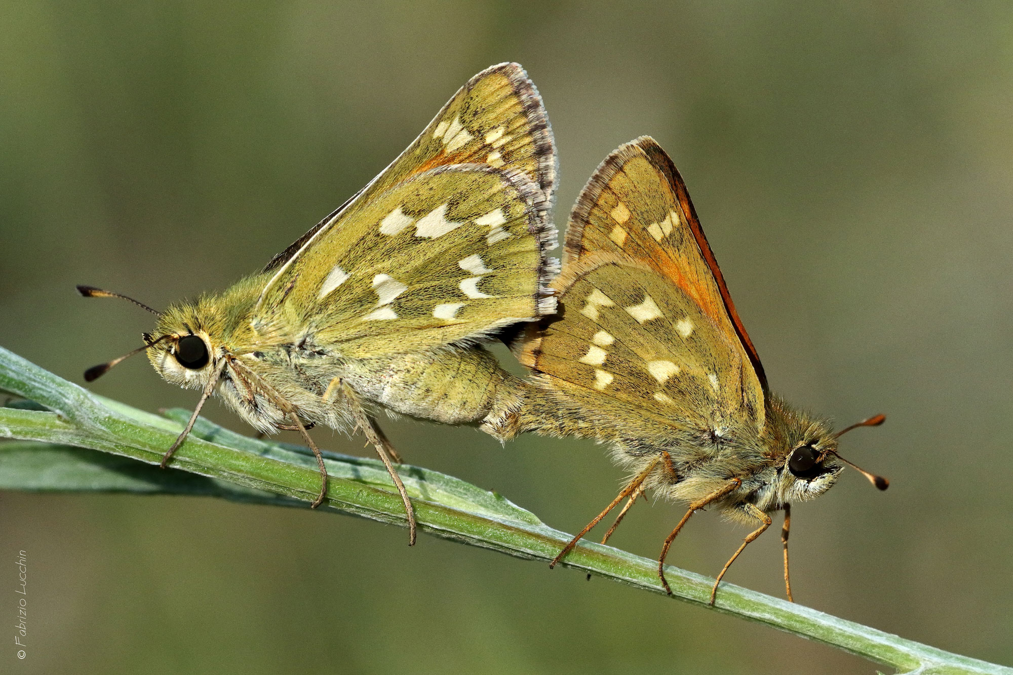 Hesperia comma in love