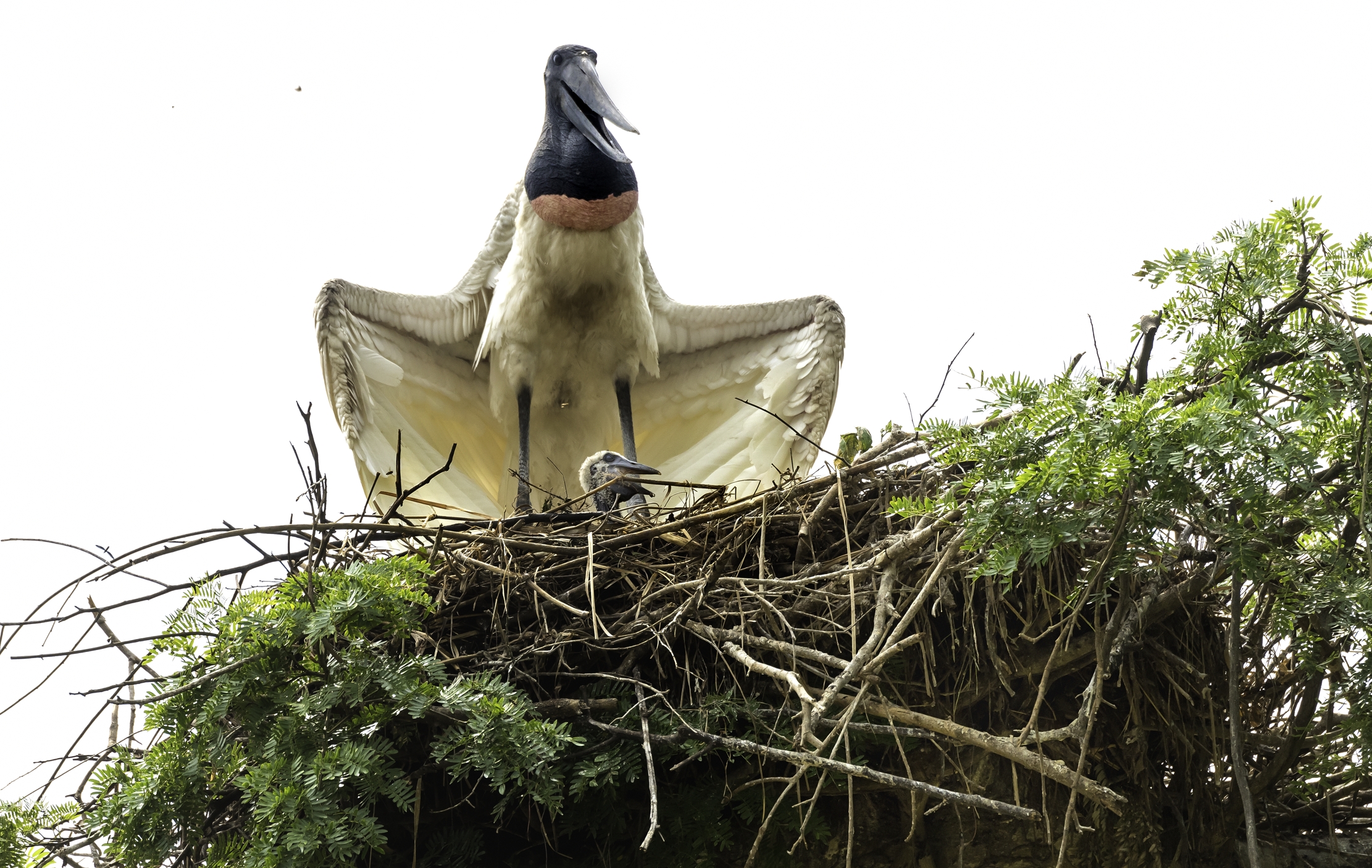 Pantanal 2015 - Cicogna jabiru