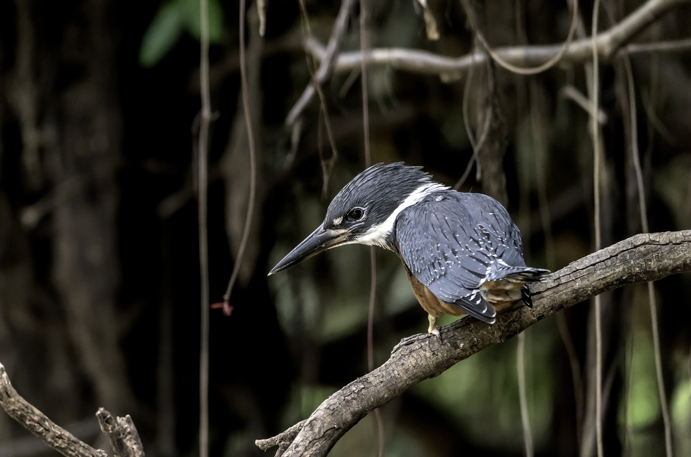Pantanal 2015 - Martino