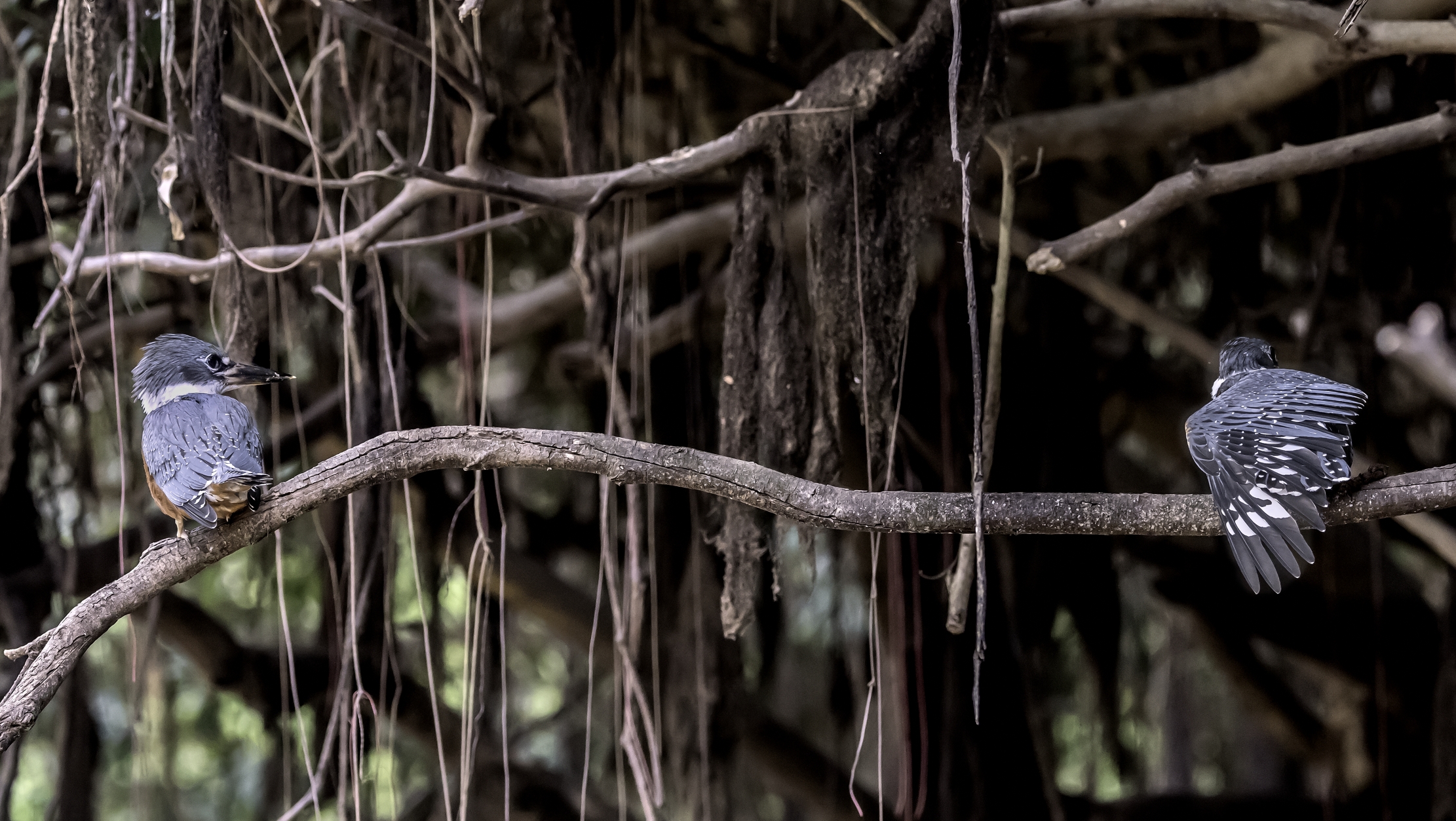 Pantanal 2015 - Martini