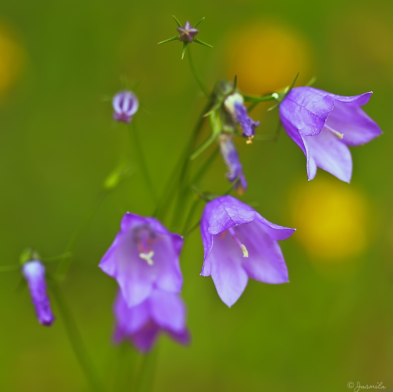 Campanula persicifolia