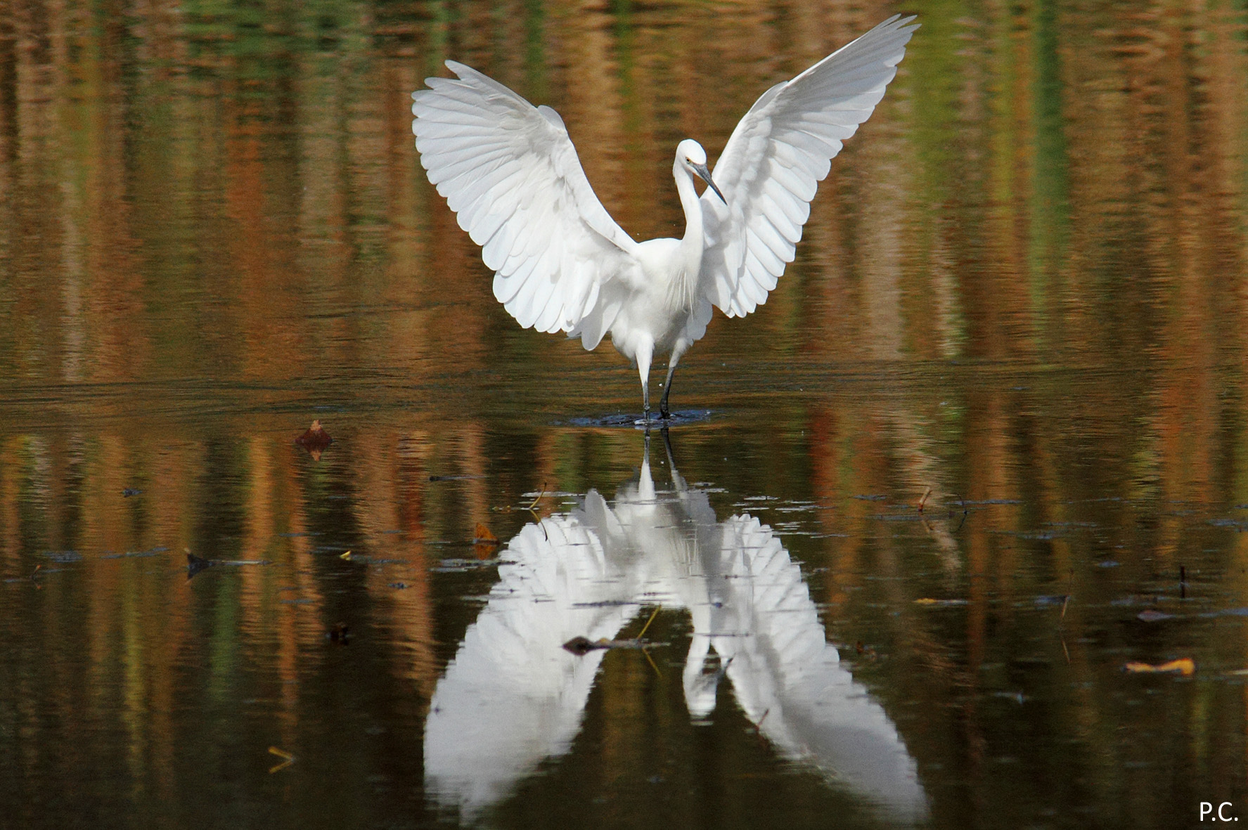 Specchio delle mie brame
