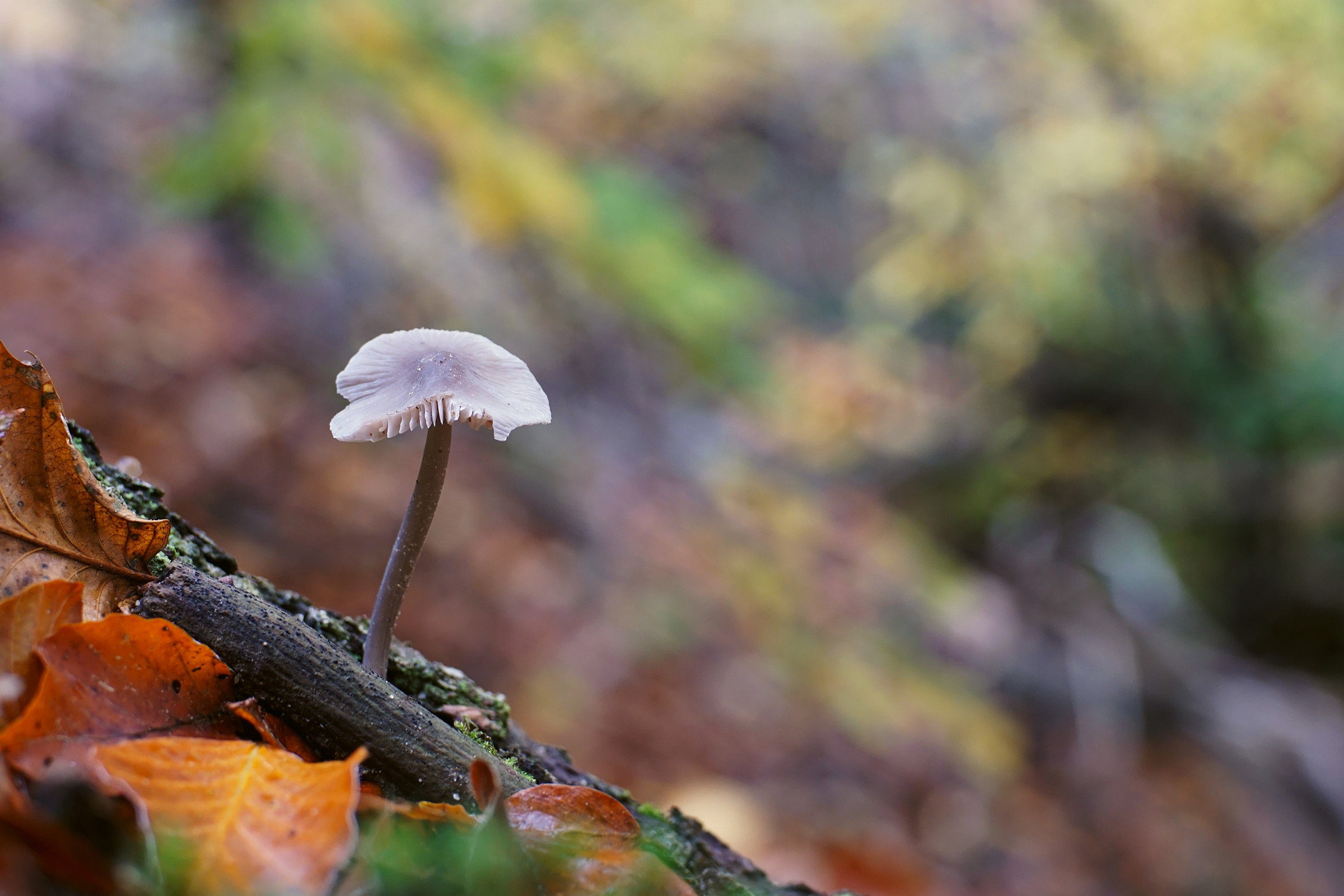 Aspettando l'inverno