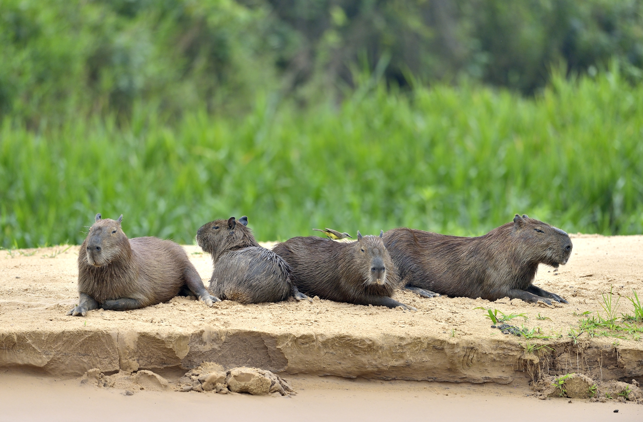 Pantanal 2015 - Capibara