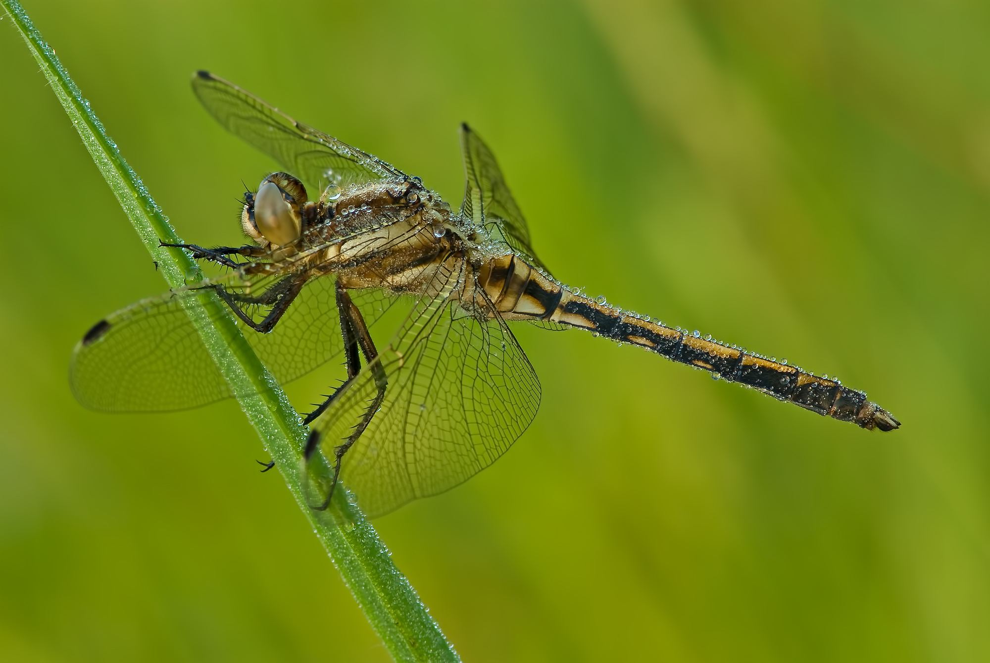 Orthetrum albistylum