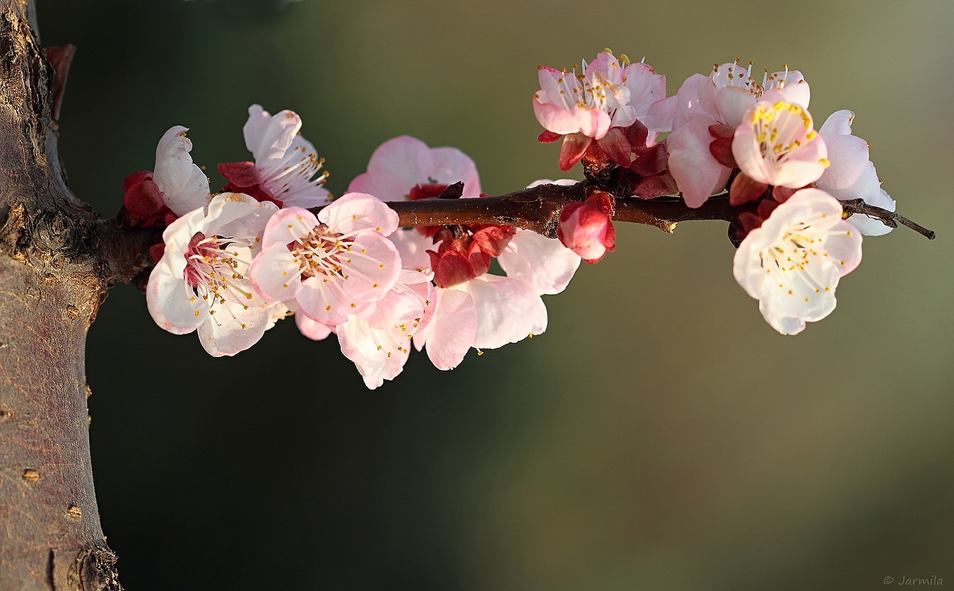 Fior di pesco, Cydoni