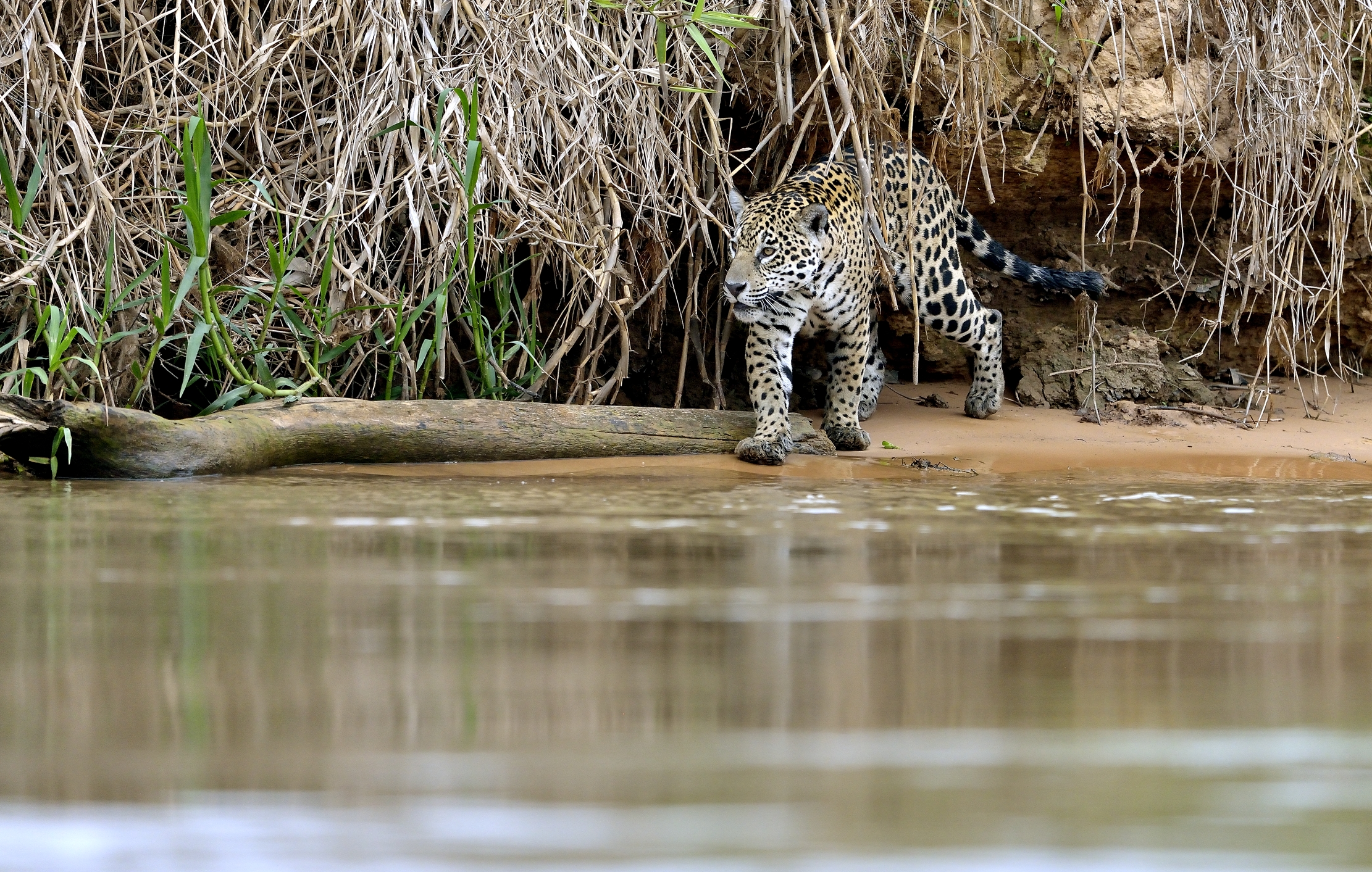 Pantanal 2015 - Jaguar