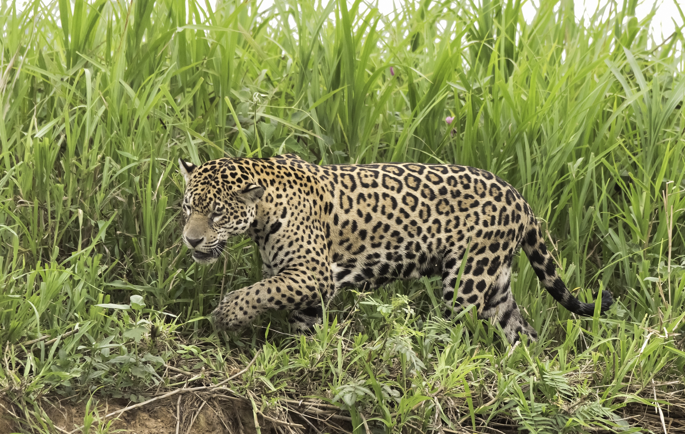 Pantanal 2015 - Jaguar