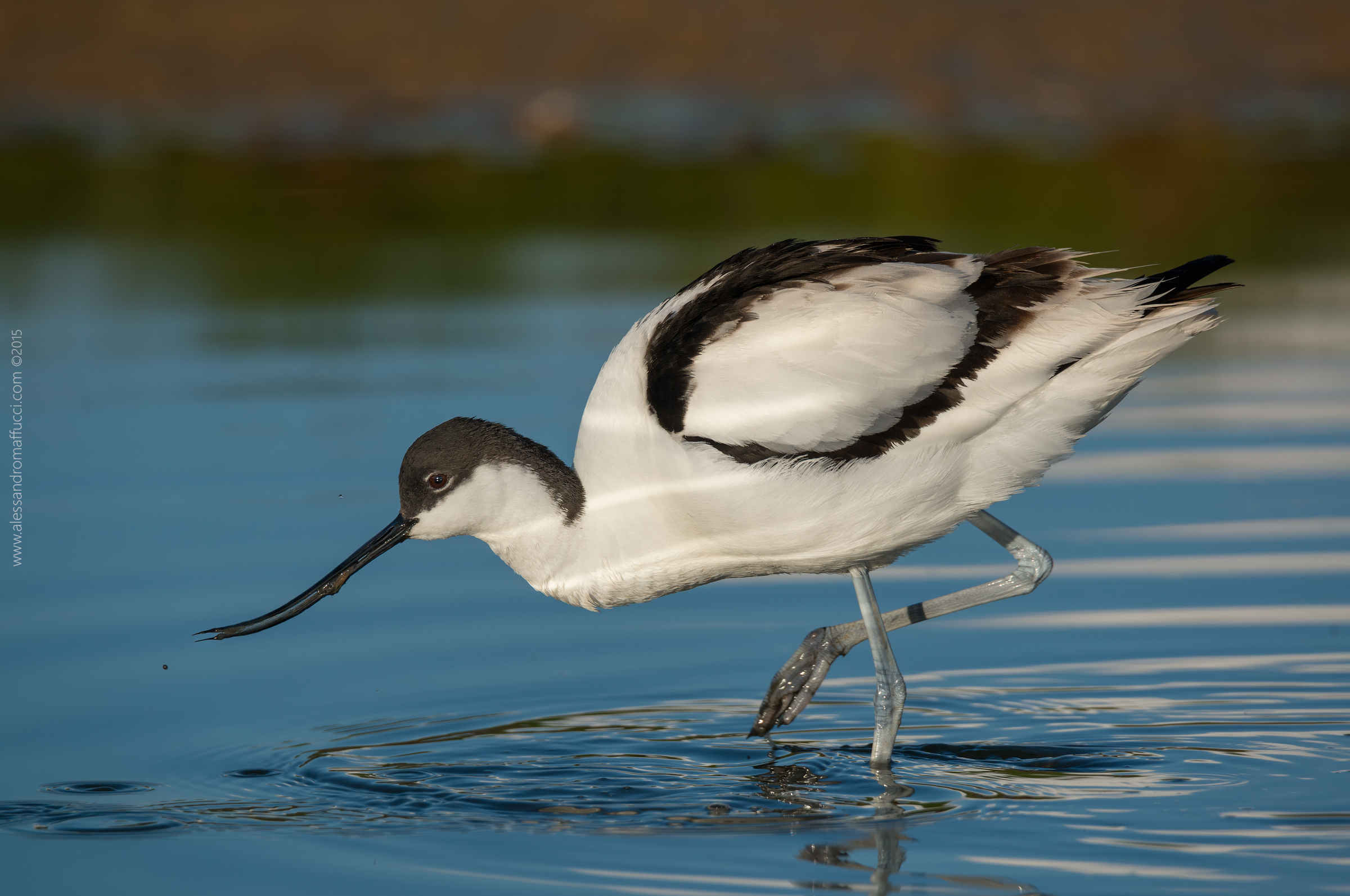 Avocet Dutch ....