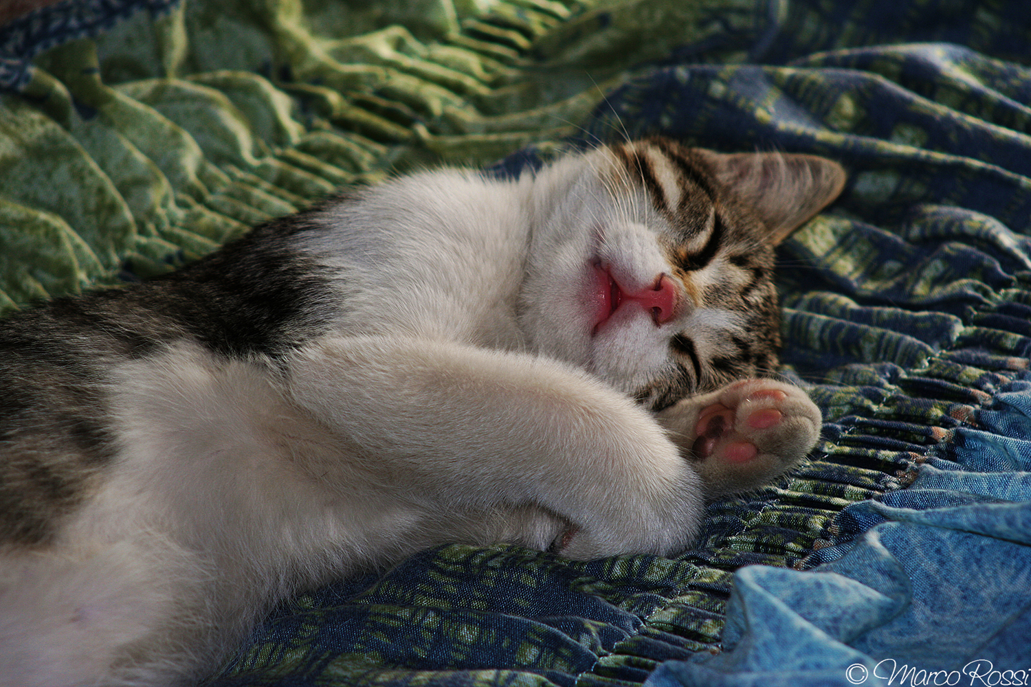 Merlin just found on the street