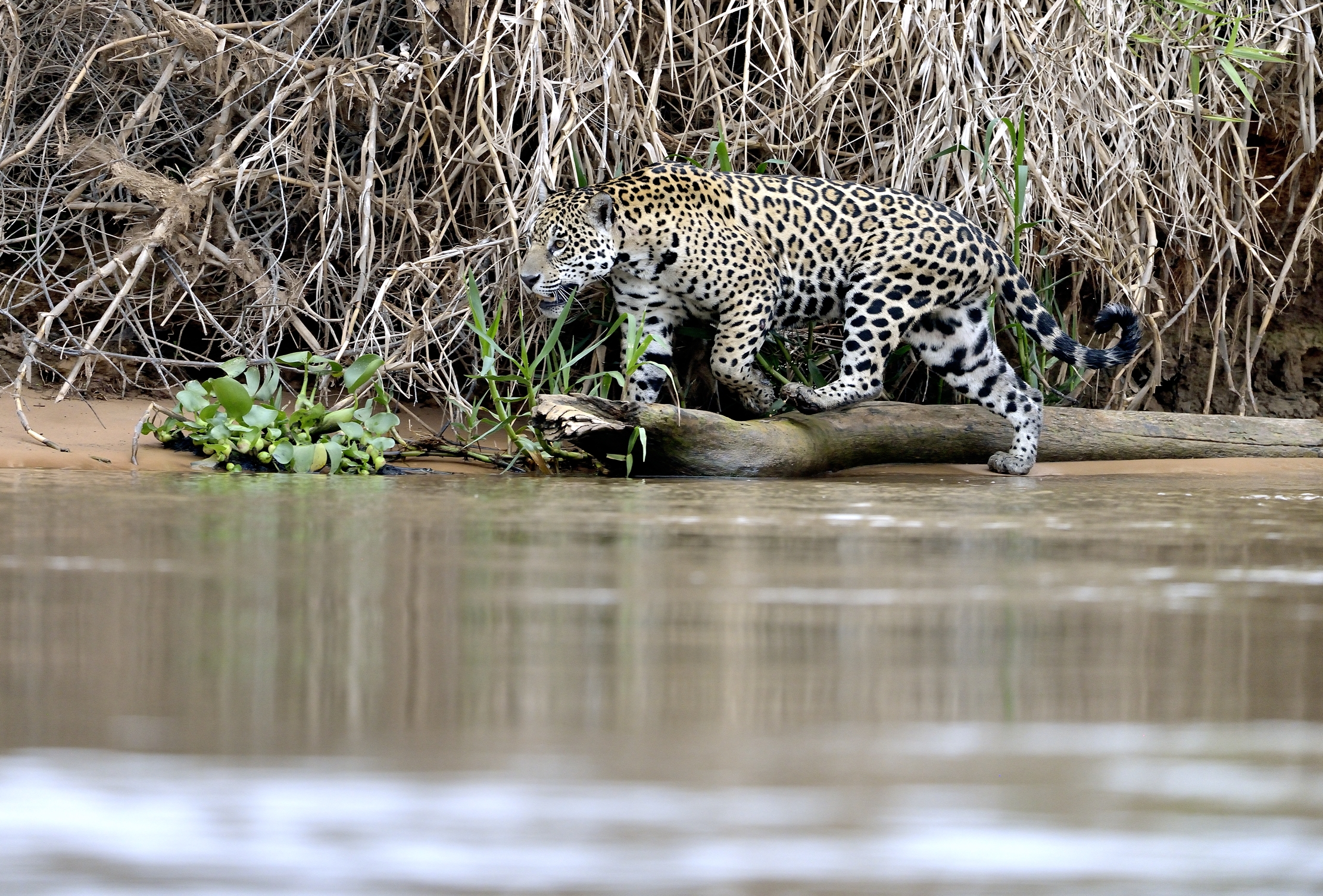 Pantanal 2015 - Jaguaer