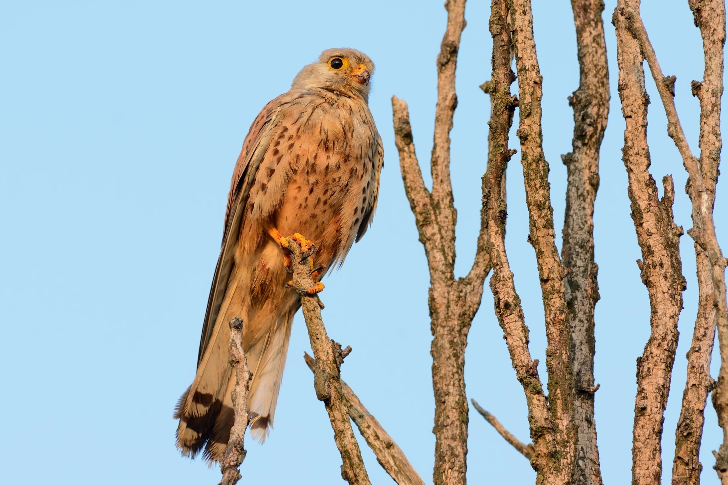 Kestrel dawn.