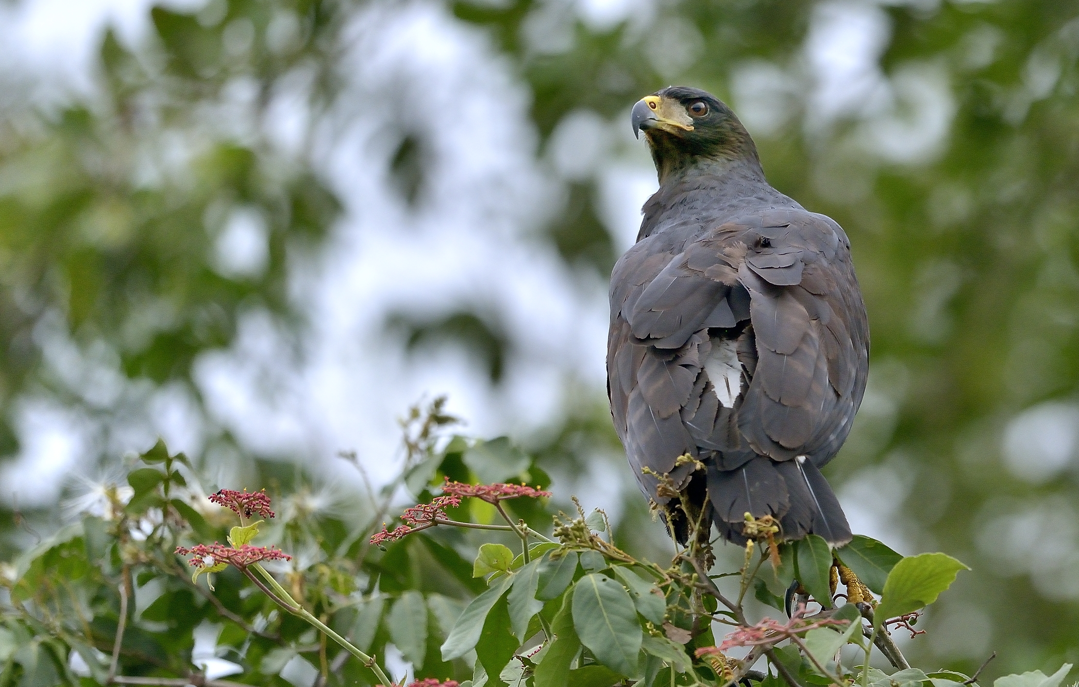 Pantanal 2015 -  Great Black Hawk