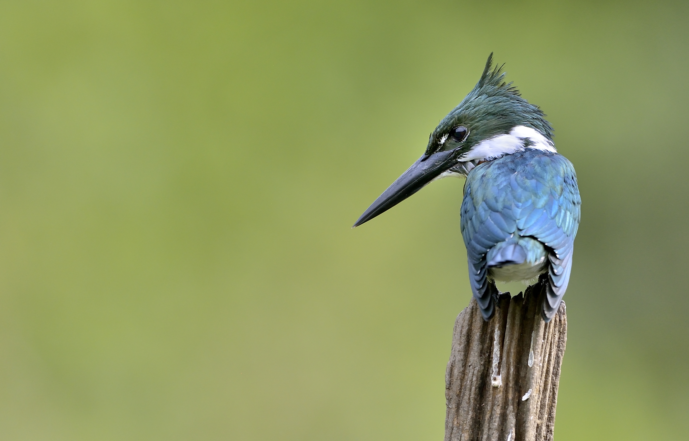 Pantanal 2015 - Martino