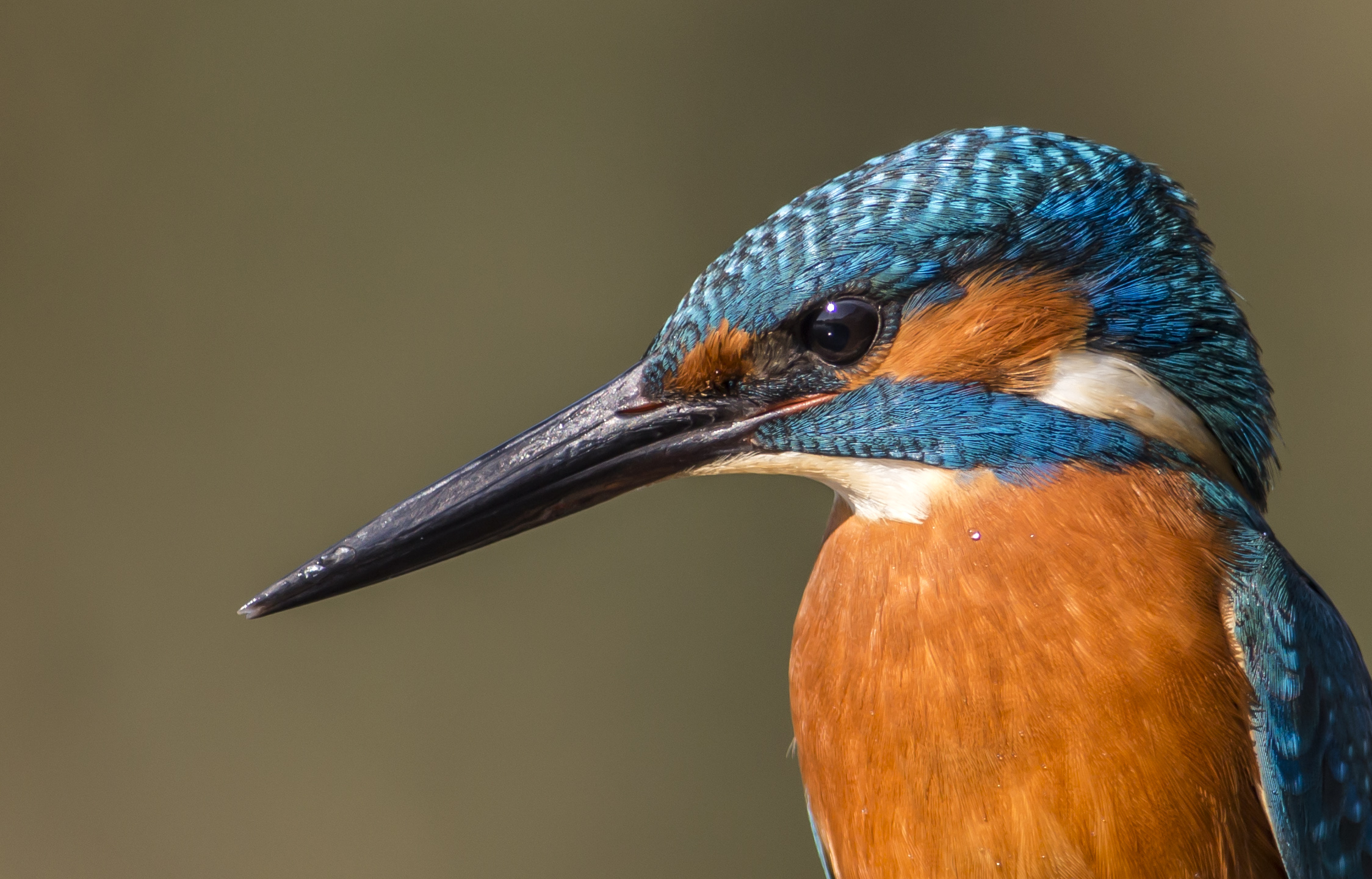 Kingfisher portrait