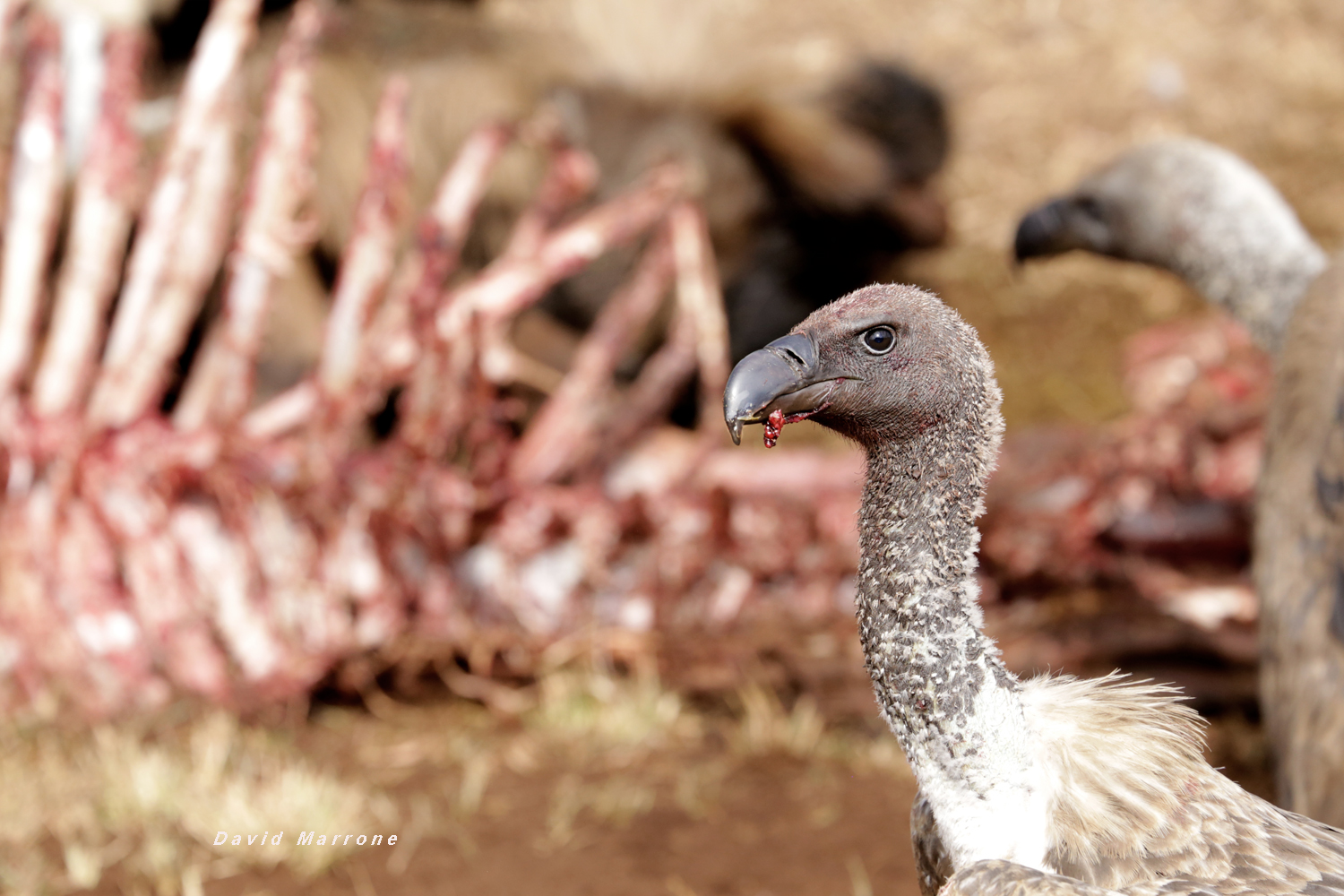 The mouth lifted by savage meal