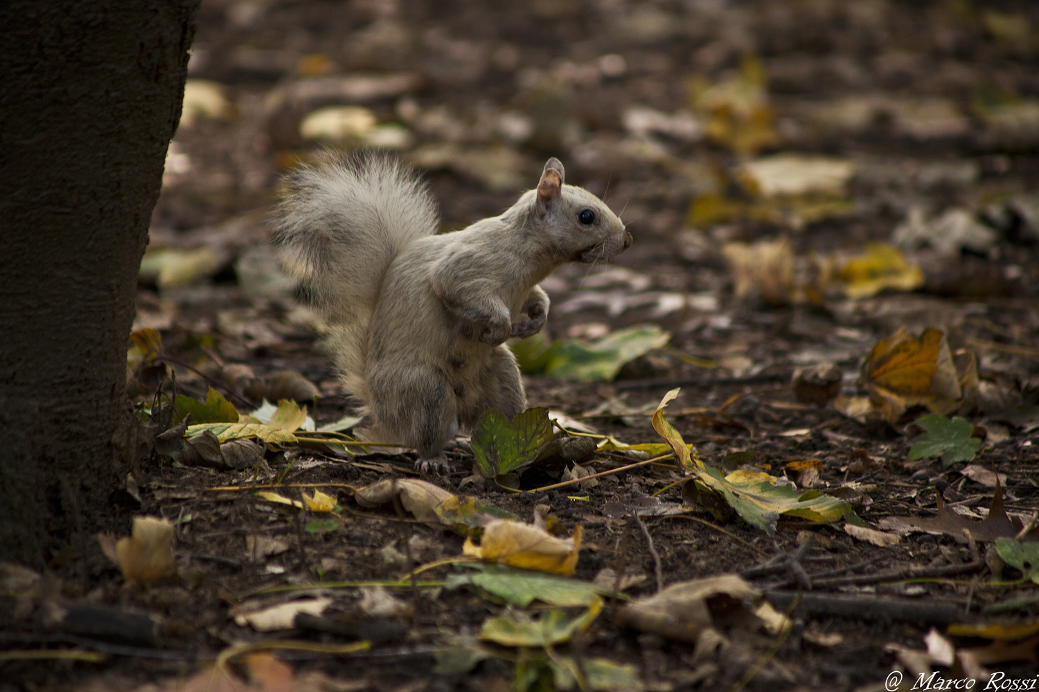 Grandfather Scoiatolo