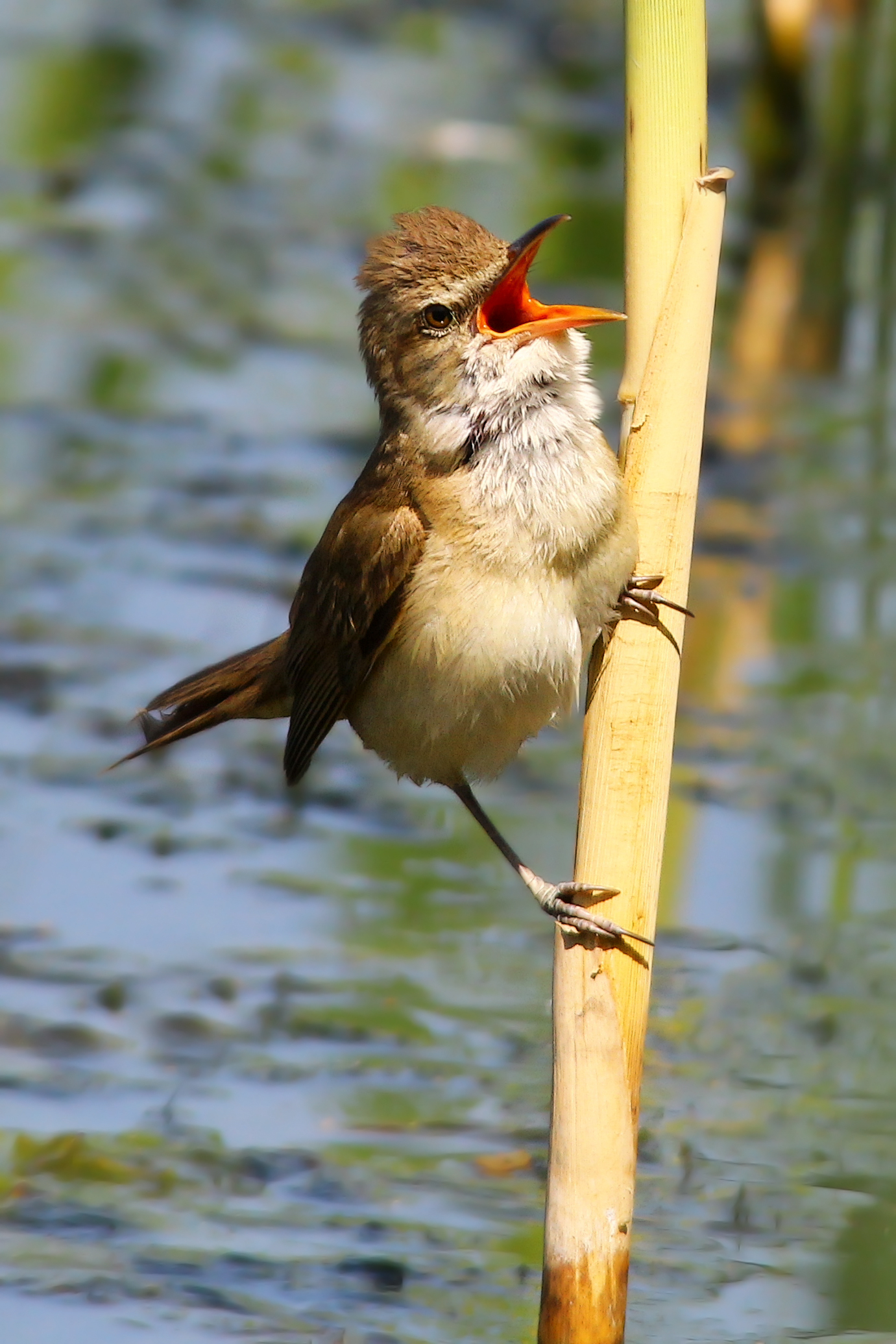 Cannareccione... canterino