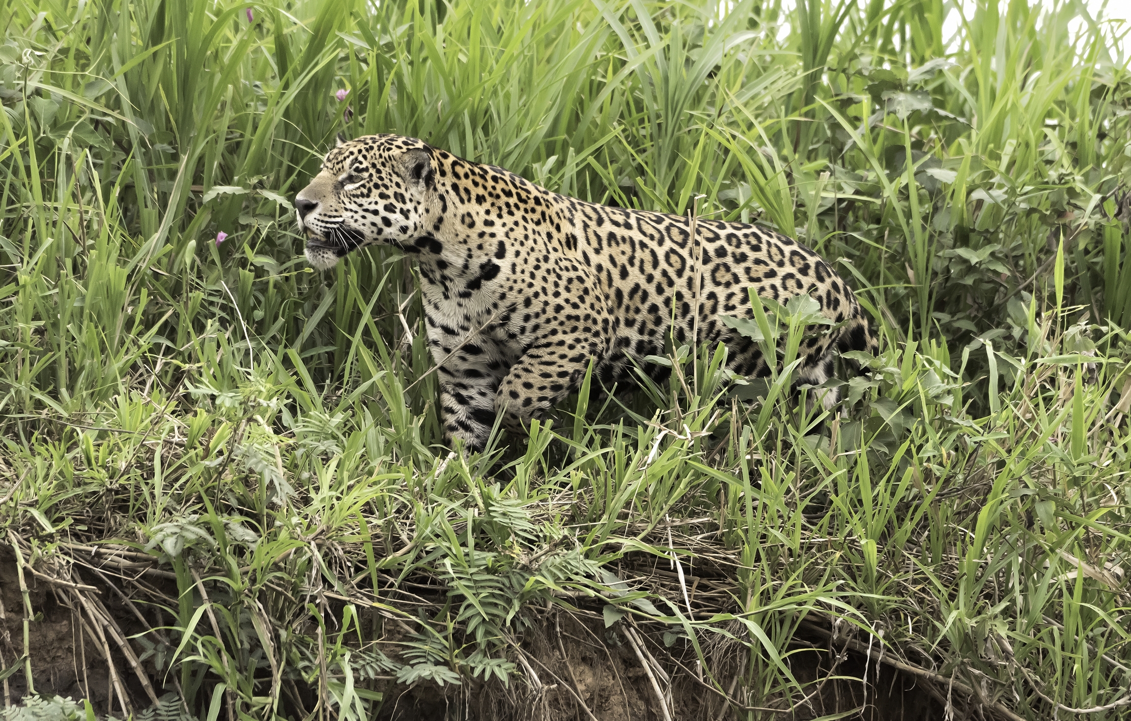 Pantanal 2015 - Jaguar
