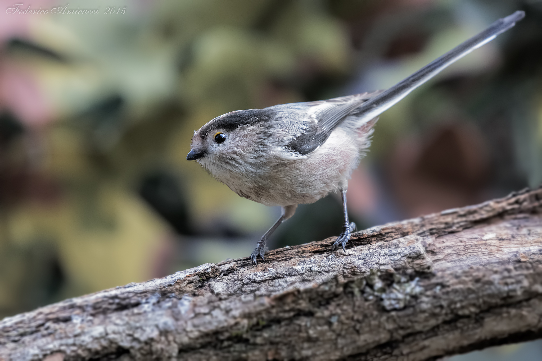 «L'incredibile Dolcezza»