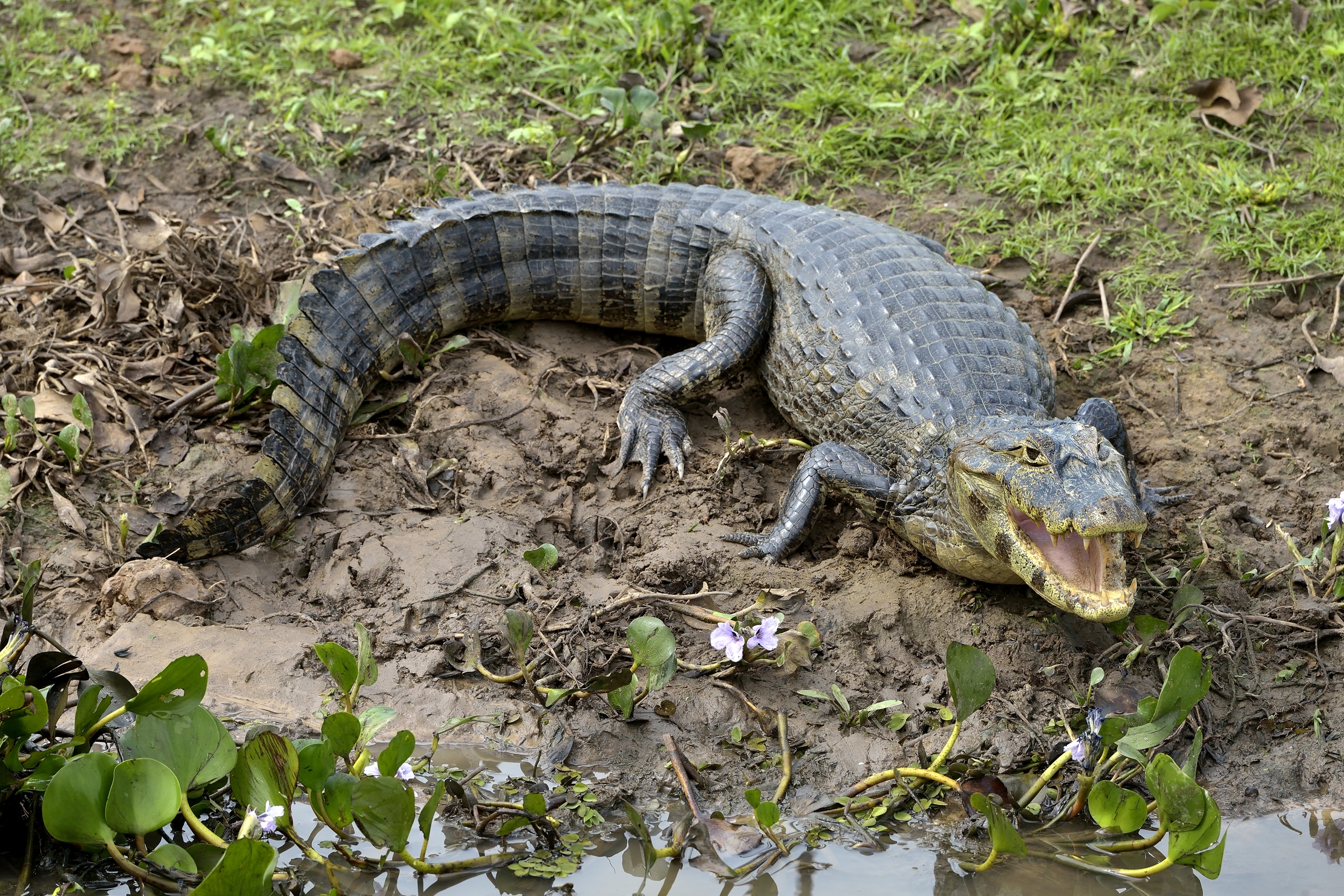 Pantanal 2015 - Caiman