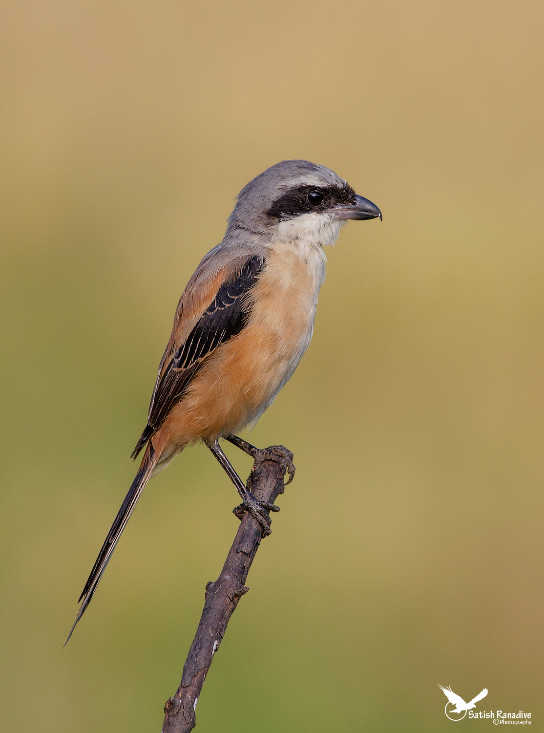 Long-tailed Shrike.