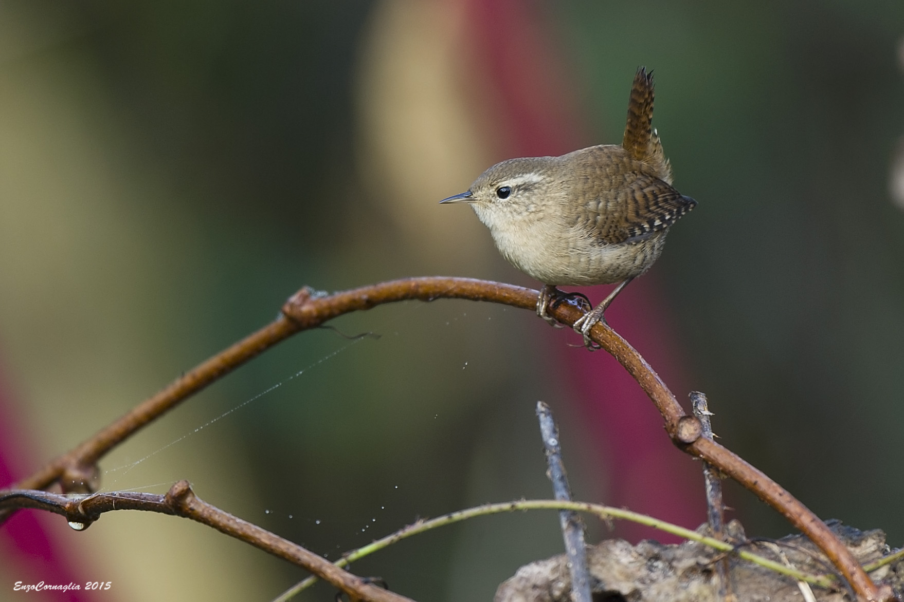 Wren