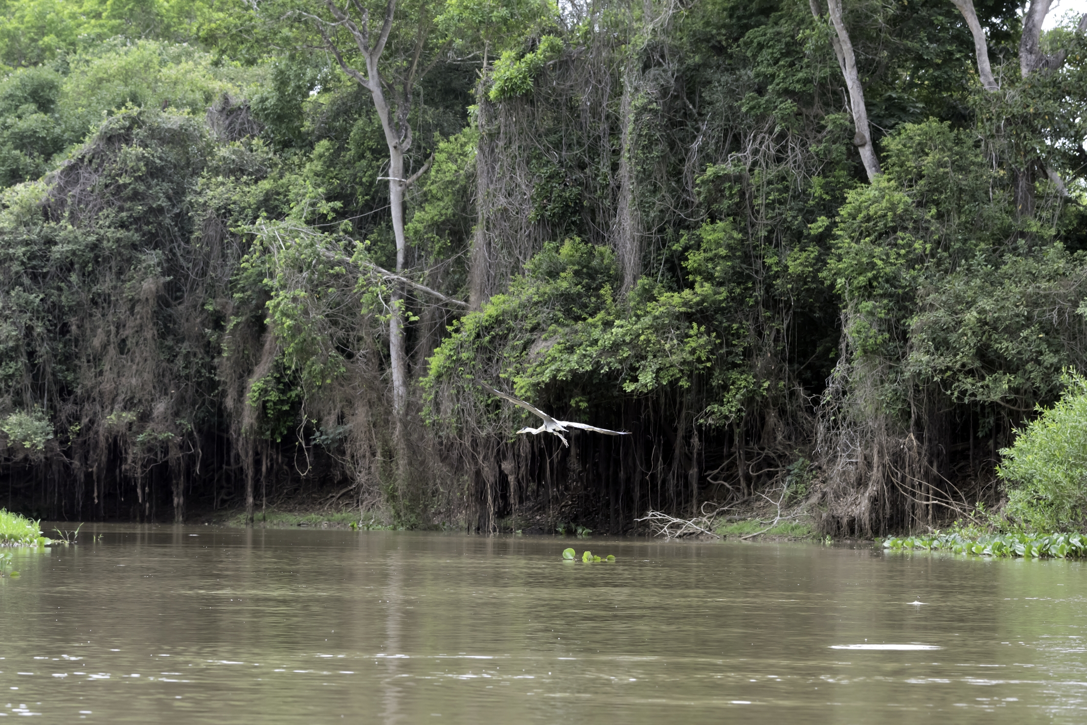 Pantanal 2015 - Sul Cuiabà