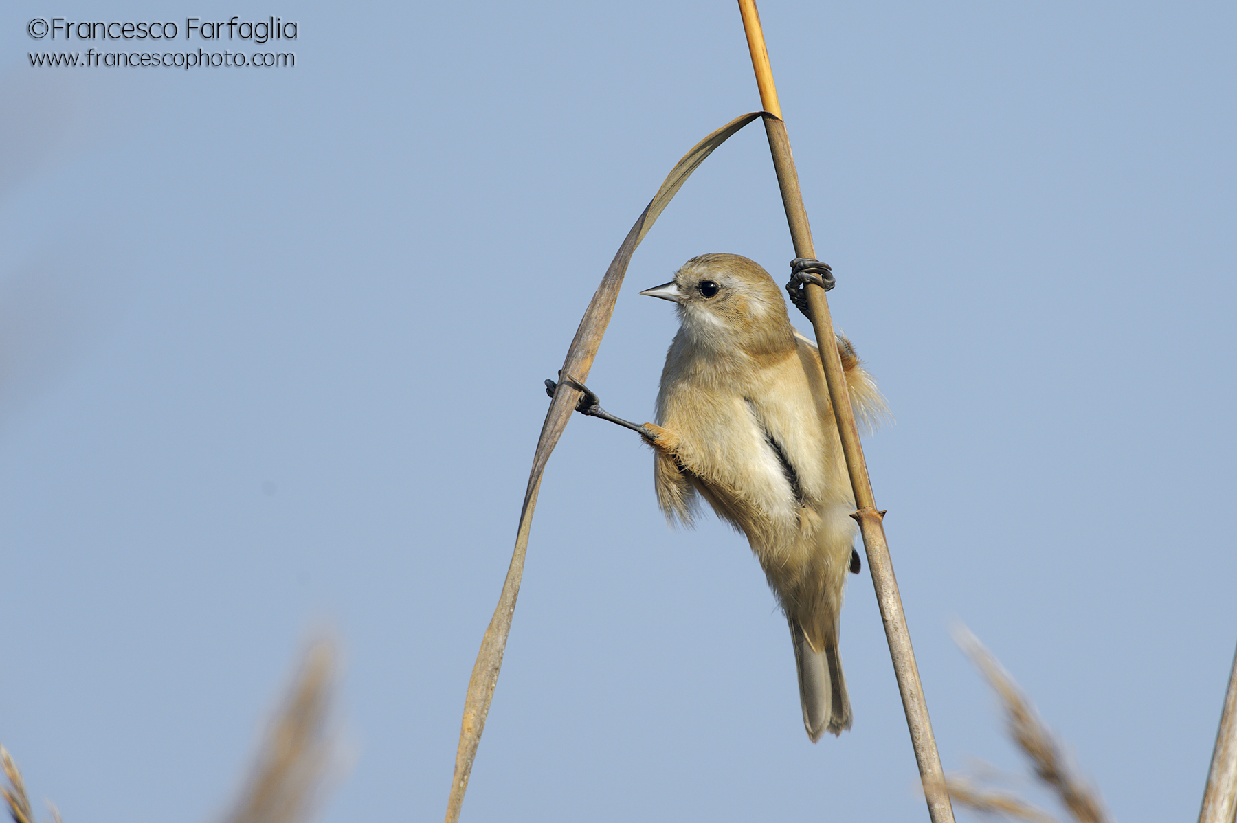 Pendolino f equilibrista