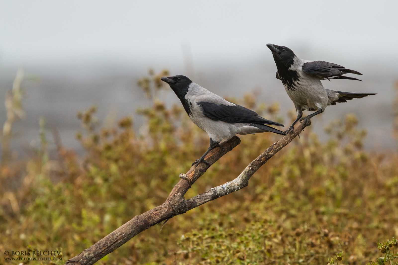 Cornacchia (Corvus cornix)