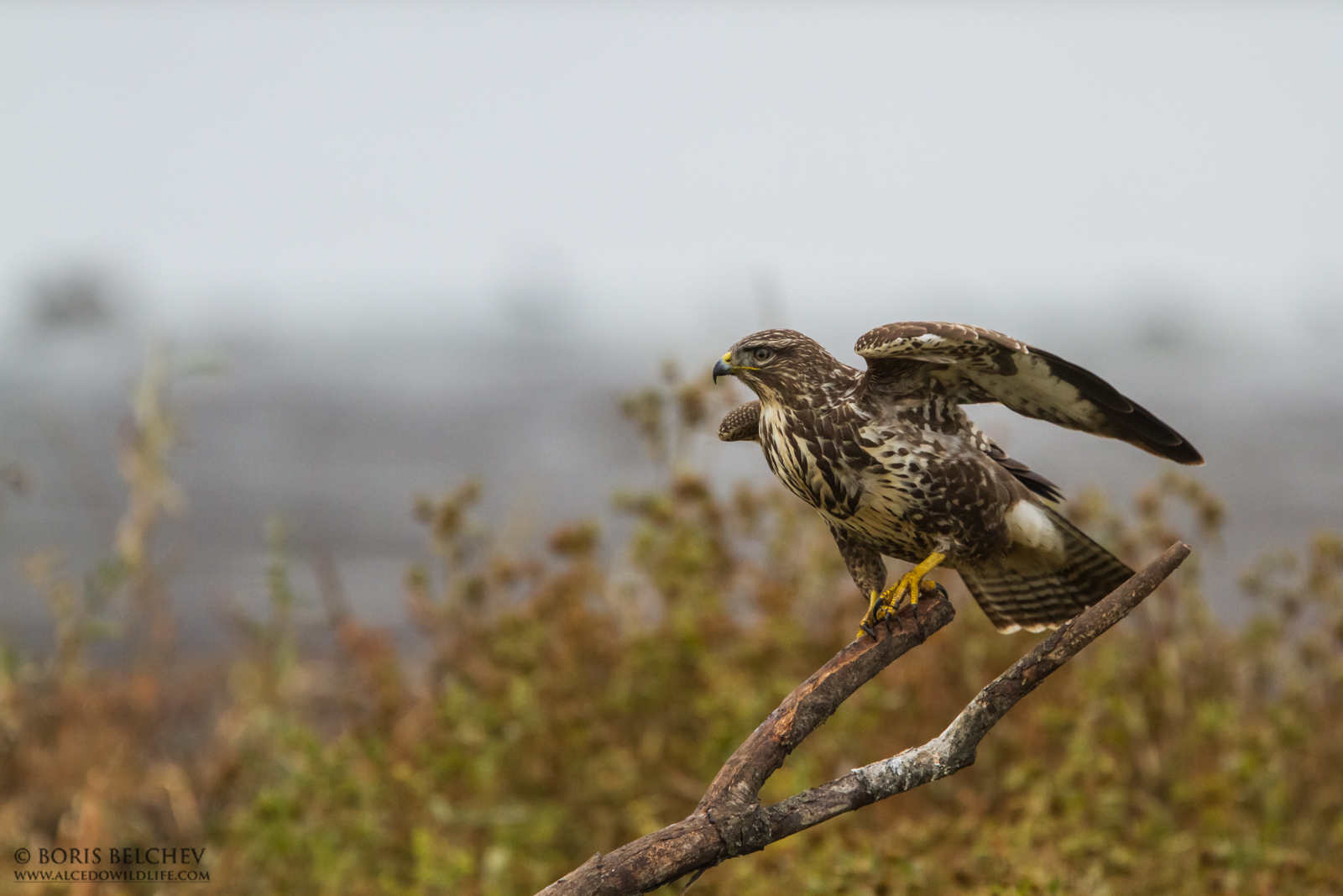 Poiana (Buteo buteo)
