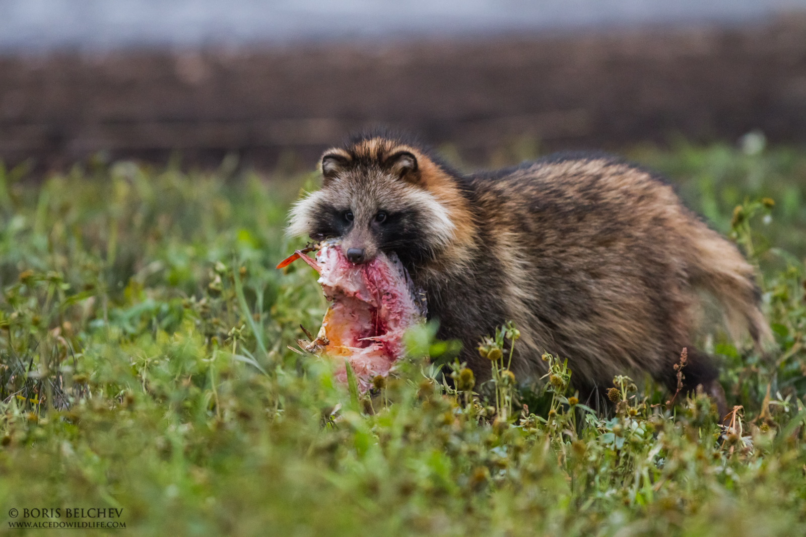 Raccoon Dog (procyonoides Nyctereutes)